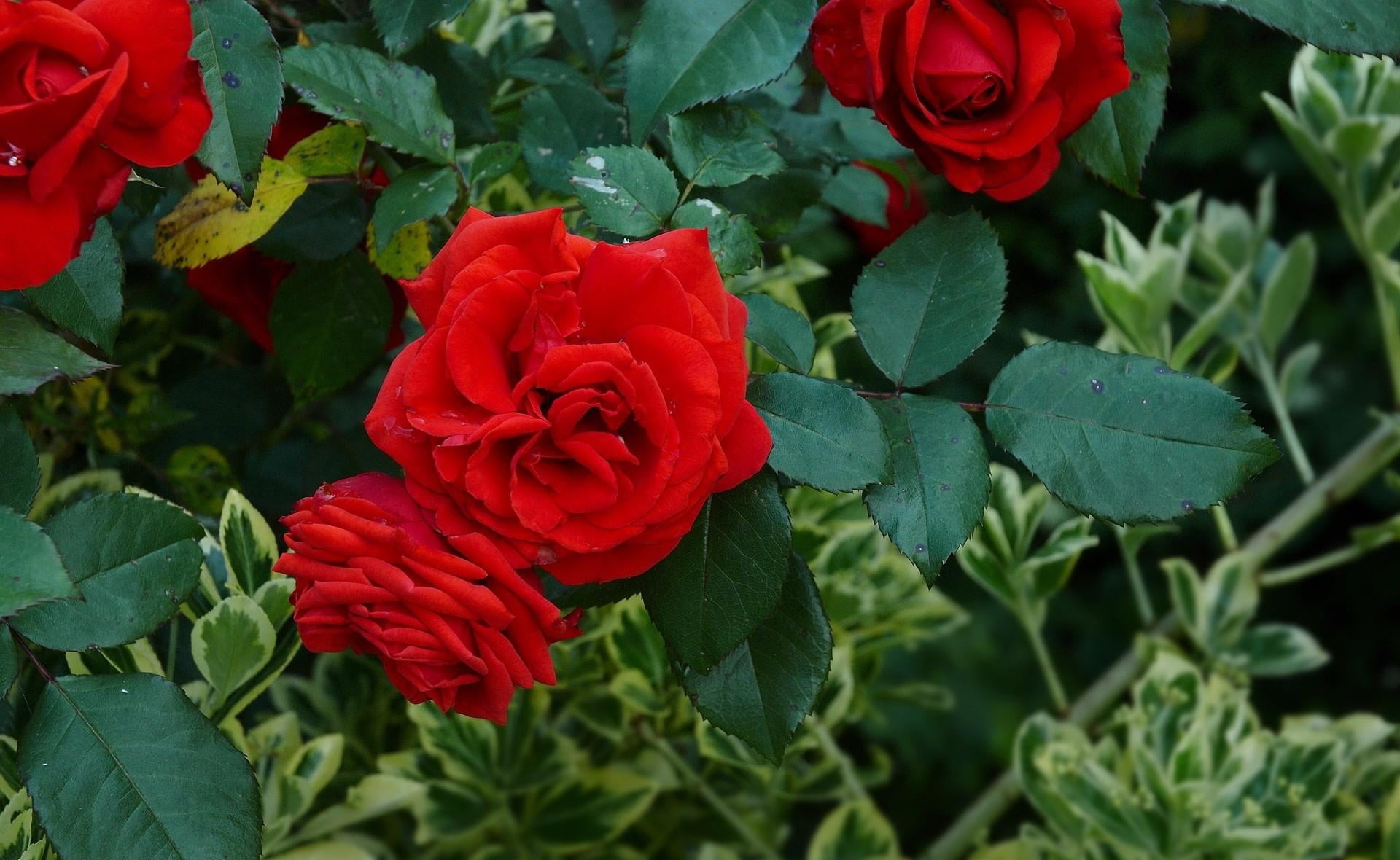 1080P, fragility, garden, roses, freshness, vulnerability, petal, leaf, green Color, flowering plant, rose - Flower, inflorescence, red, beauty In Nature, HD Wallpaper