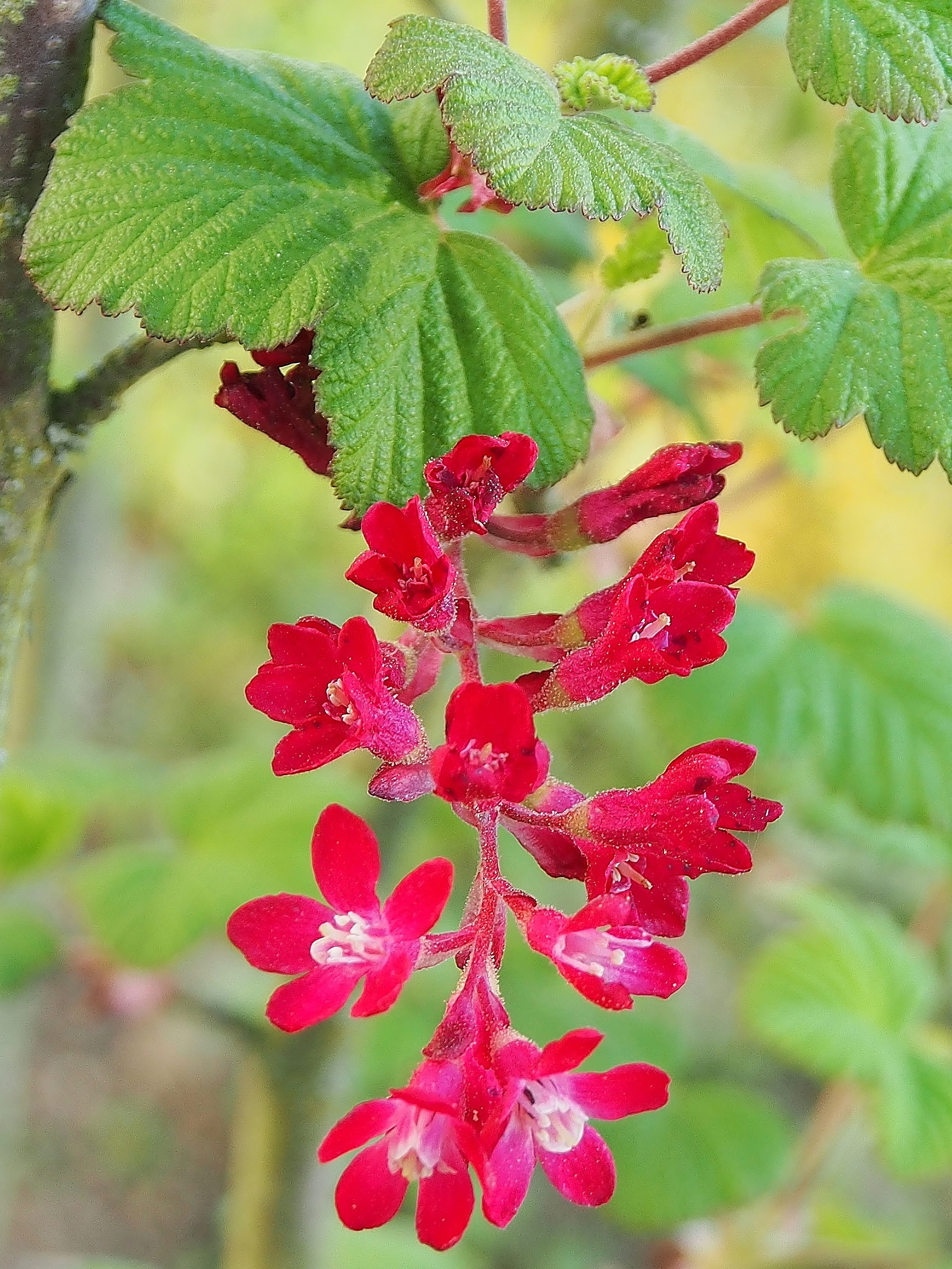 berry fruit, food and drink, close-up, vulnerability, spring, flowers, nature, plant, fruit, flower, grapes flowering, day, beauty in nature, green color, Phone HD Wallpaper