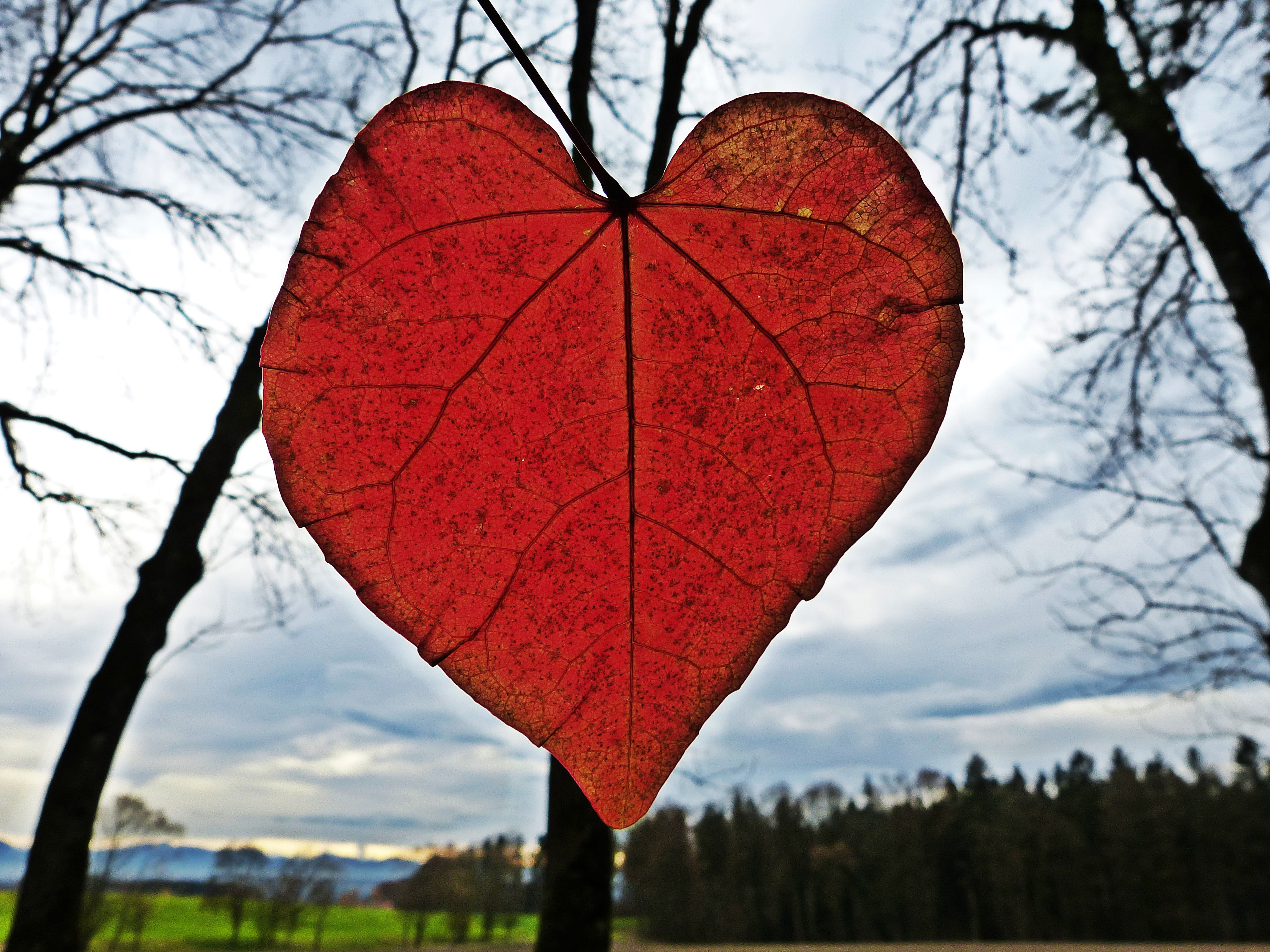 forest, focus on foreground, feelings, heart shape, day, outdoors, close, sky, close-up, valentines day, plant part, love, tree, branch, 4K, plant, leaves, HD Wallpaper