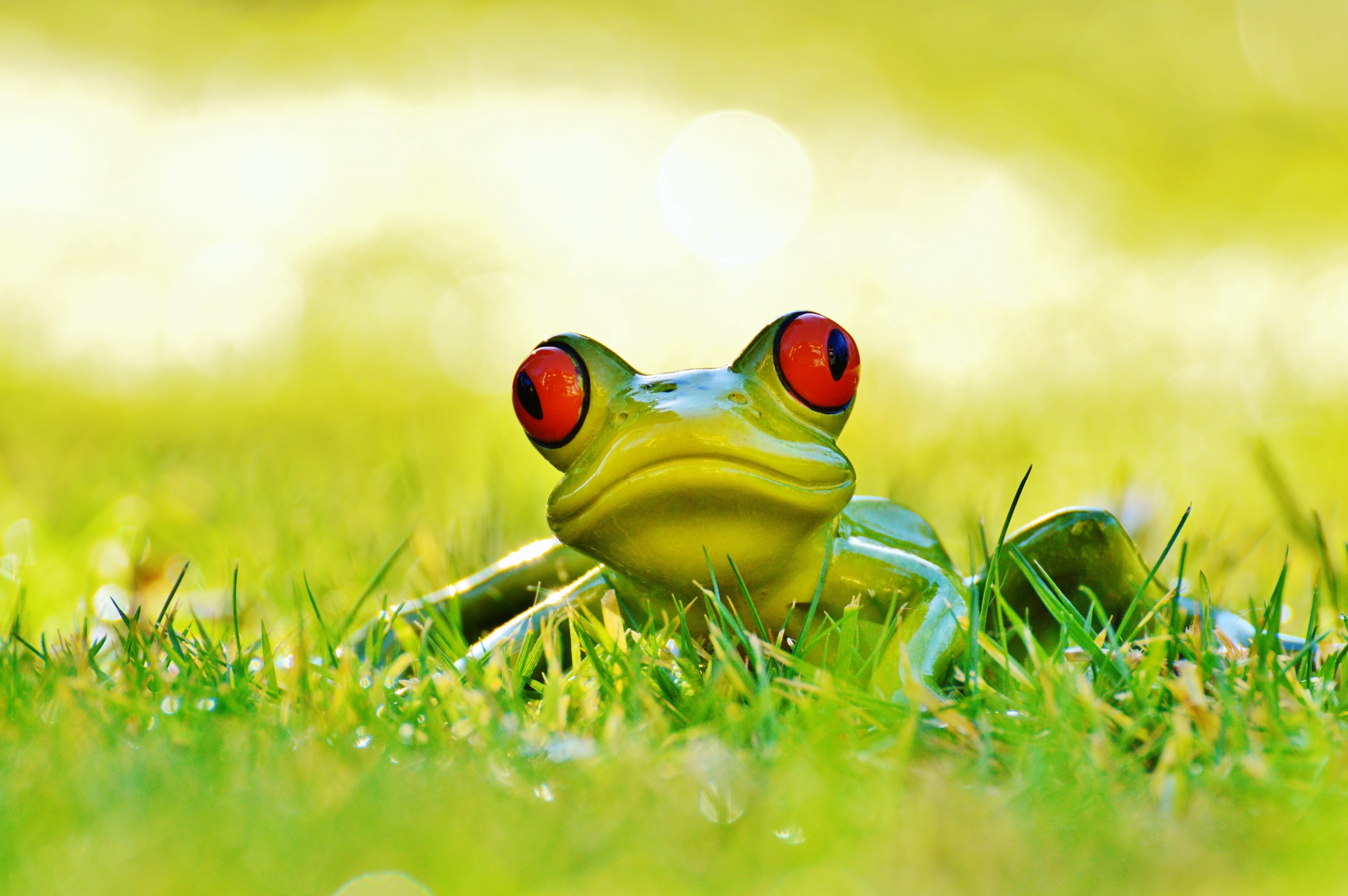 grass, animal wildlife, decoration, green, 4K, field, selective focus, land, springtime, surface level, childhood, art stone, fun, frog, outdoors, clover, HD Wallpaper