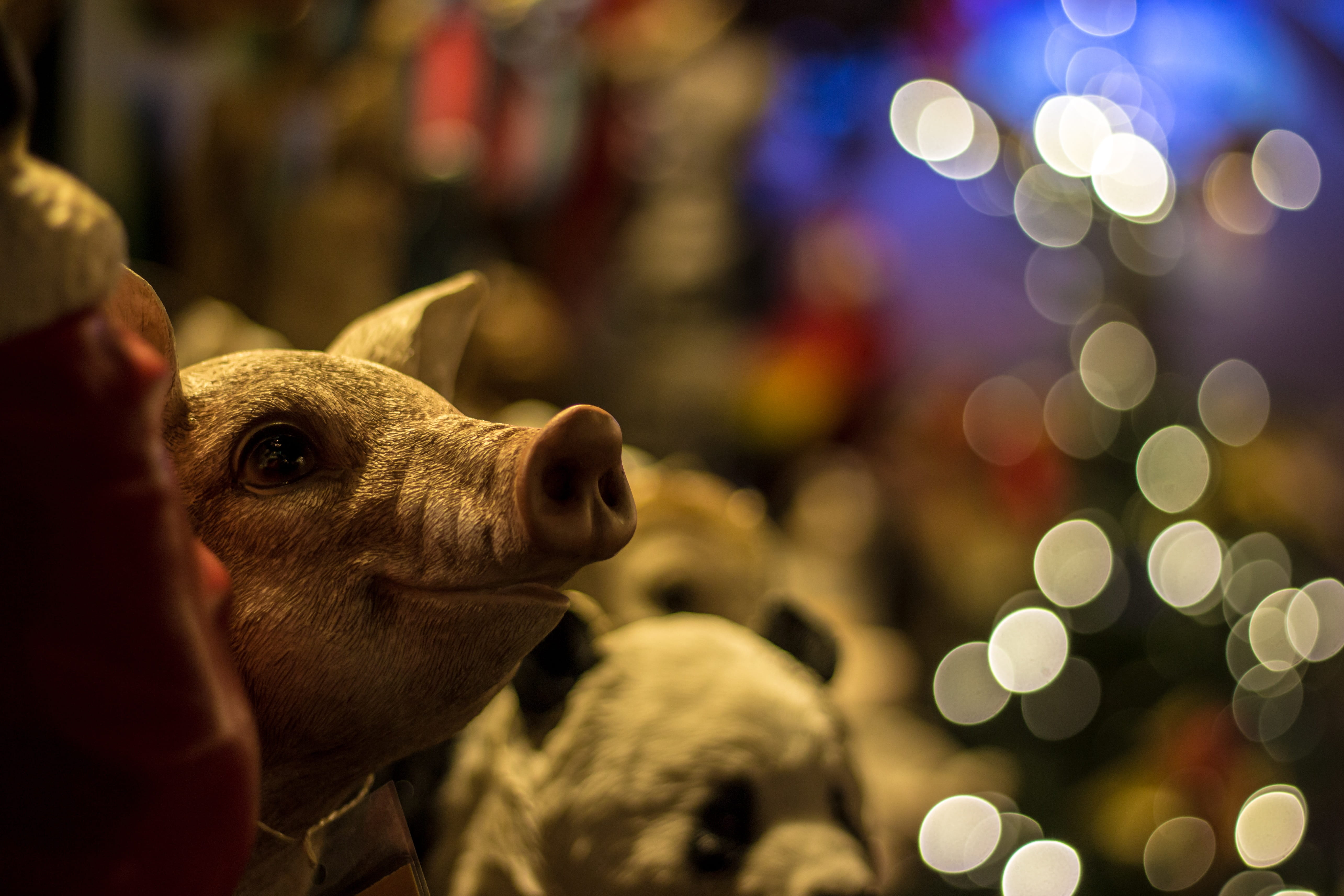 looking, nicholas, gifts, 5K, advent, pets, christmas time, contemplative, mammal, funny, garden decoration, domestic animals, christmas motif, festival, HD Wallpaper