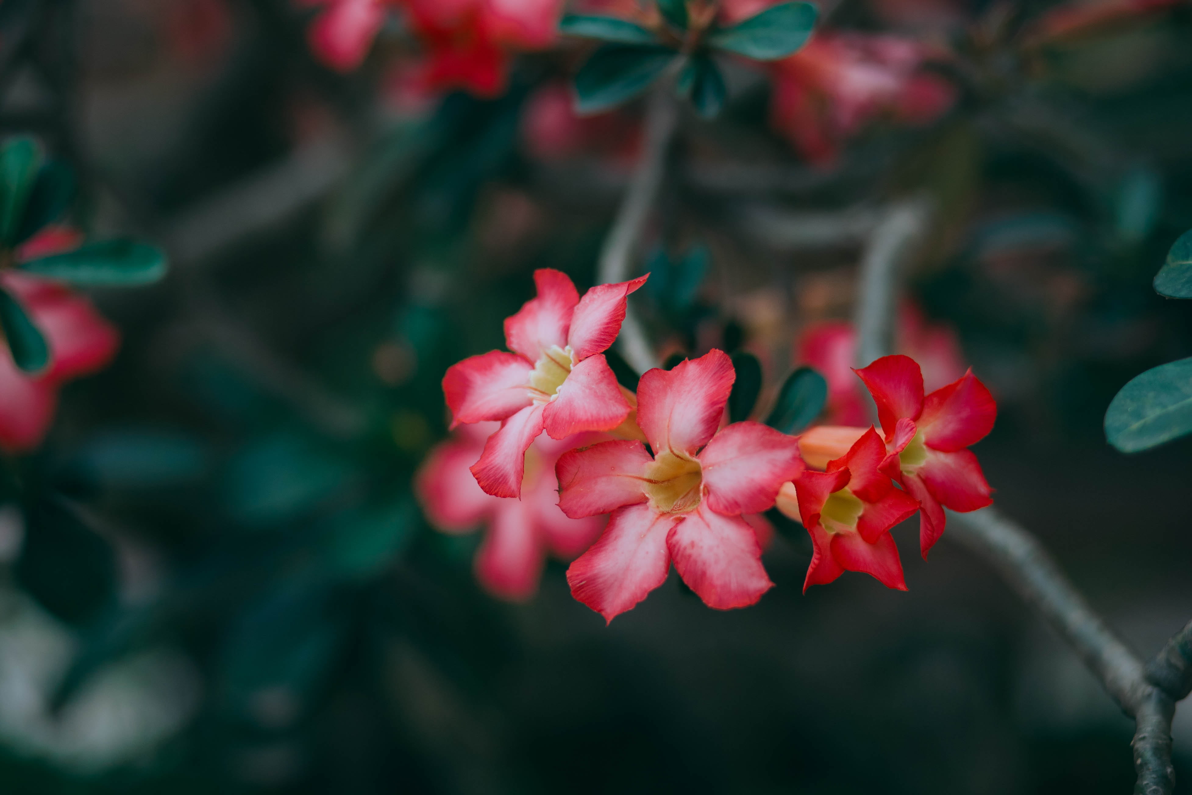 springtime, flowering plant, photography, petal, nature, focus on foreground, plant, no people, freshness, petaled, fragility, beauty in nature, pink, day, HD Wallpaper