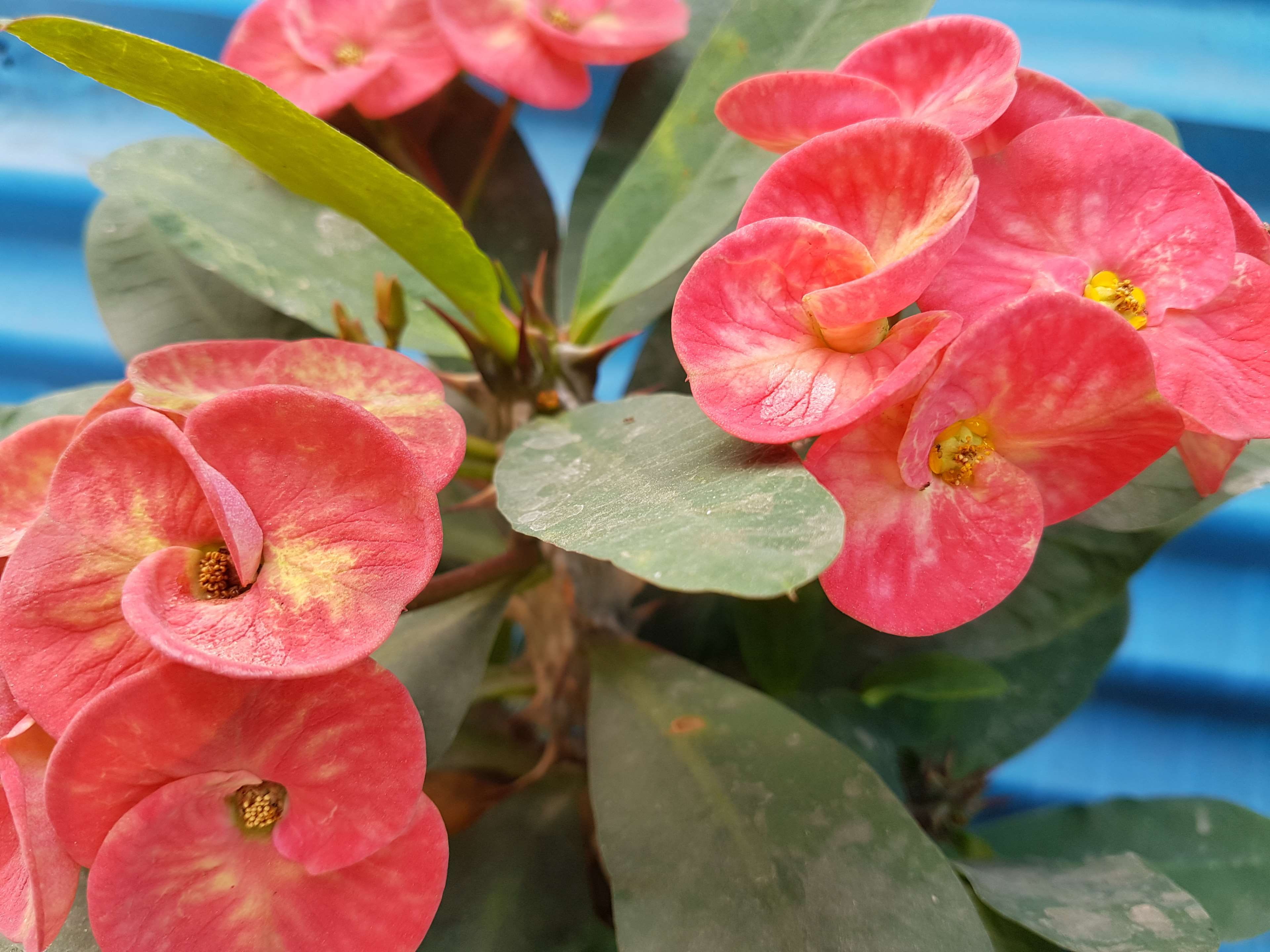 red flowers, outdoors, vulnerability, day, flowering plant, samsung galaxy s7 edge, pollen, flower, focus on foreground, water, growth, plant, petal, flower head, HD Wallpaper