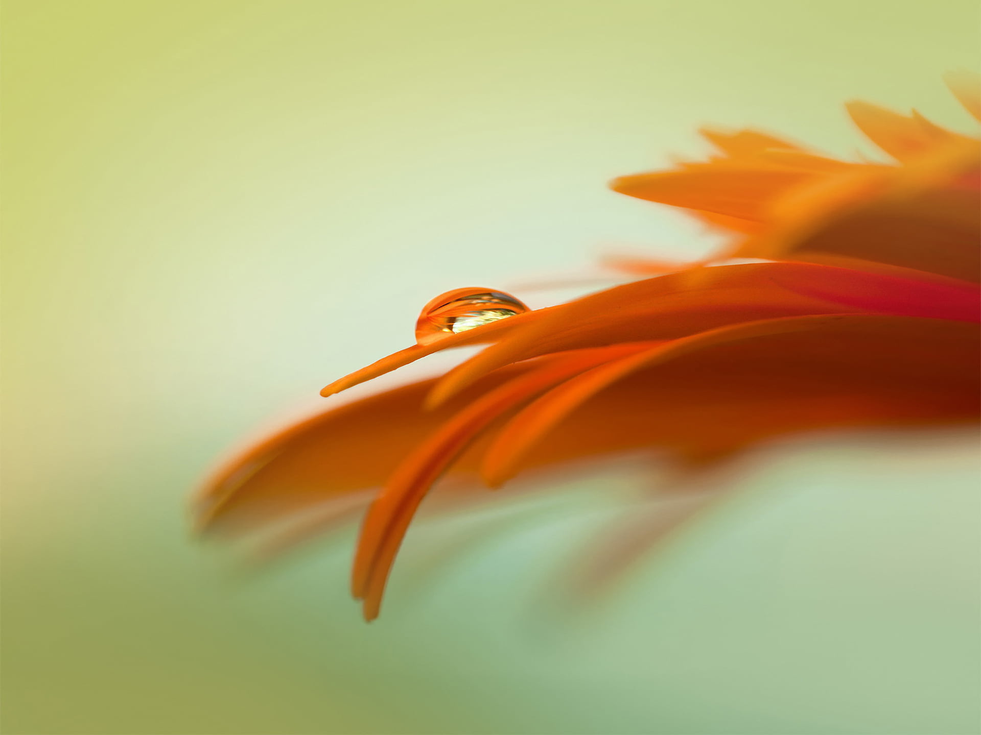 plant, fragility, lily, blossom, flower Head, orange color, single Object, vibrant Color, indoors, selective focus, flowering plant, color Image, tropical Climate, HD Wallpaper