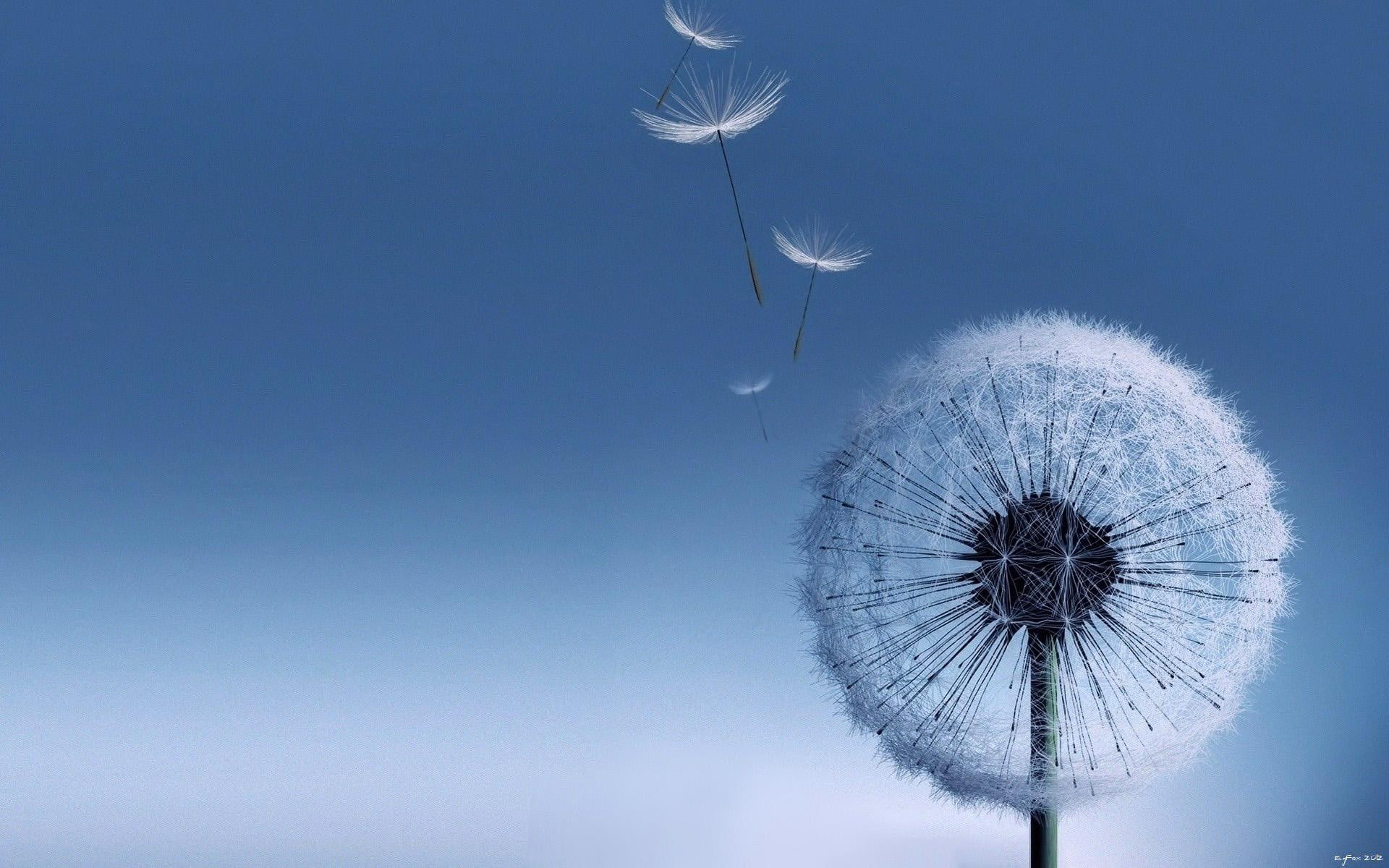 illustration, galaxy, nature, s, dandelion, 1080P, flower, HD Wallpaper