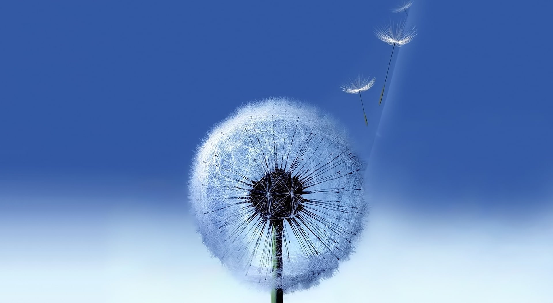 outdoors, plant, snow, copy space, white color, blue background, 1080P, Others, scenics - nature, no people, clear sky, sky, s, dandelion, Computers, digital composite, HD Wallpaper
