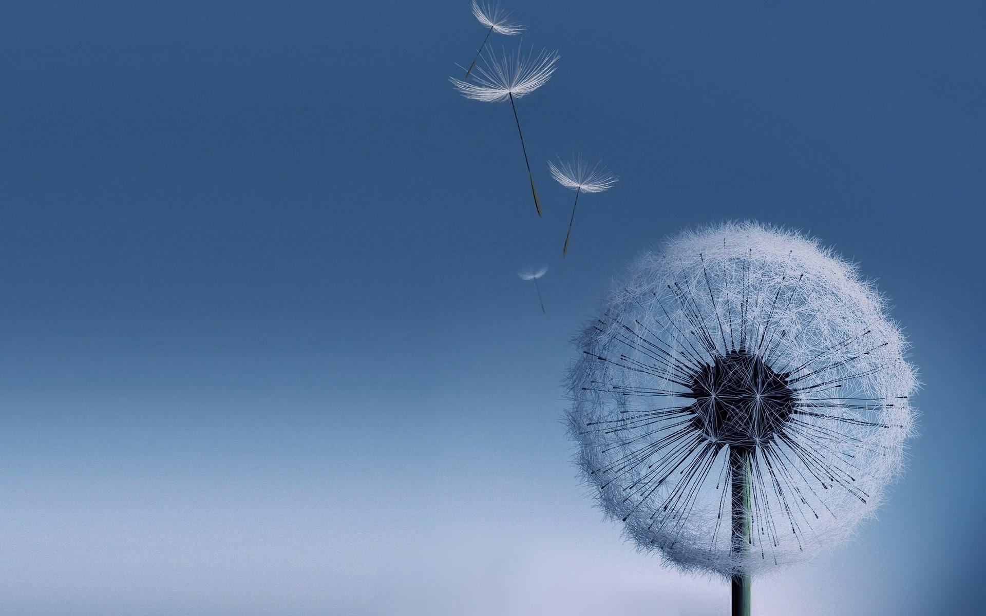 Galaxy S3, 1080P, dandelion, HD Wallpaper