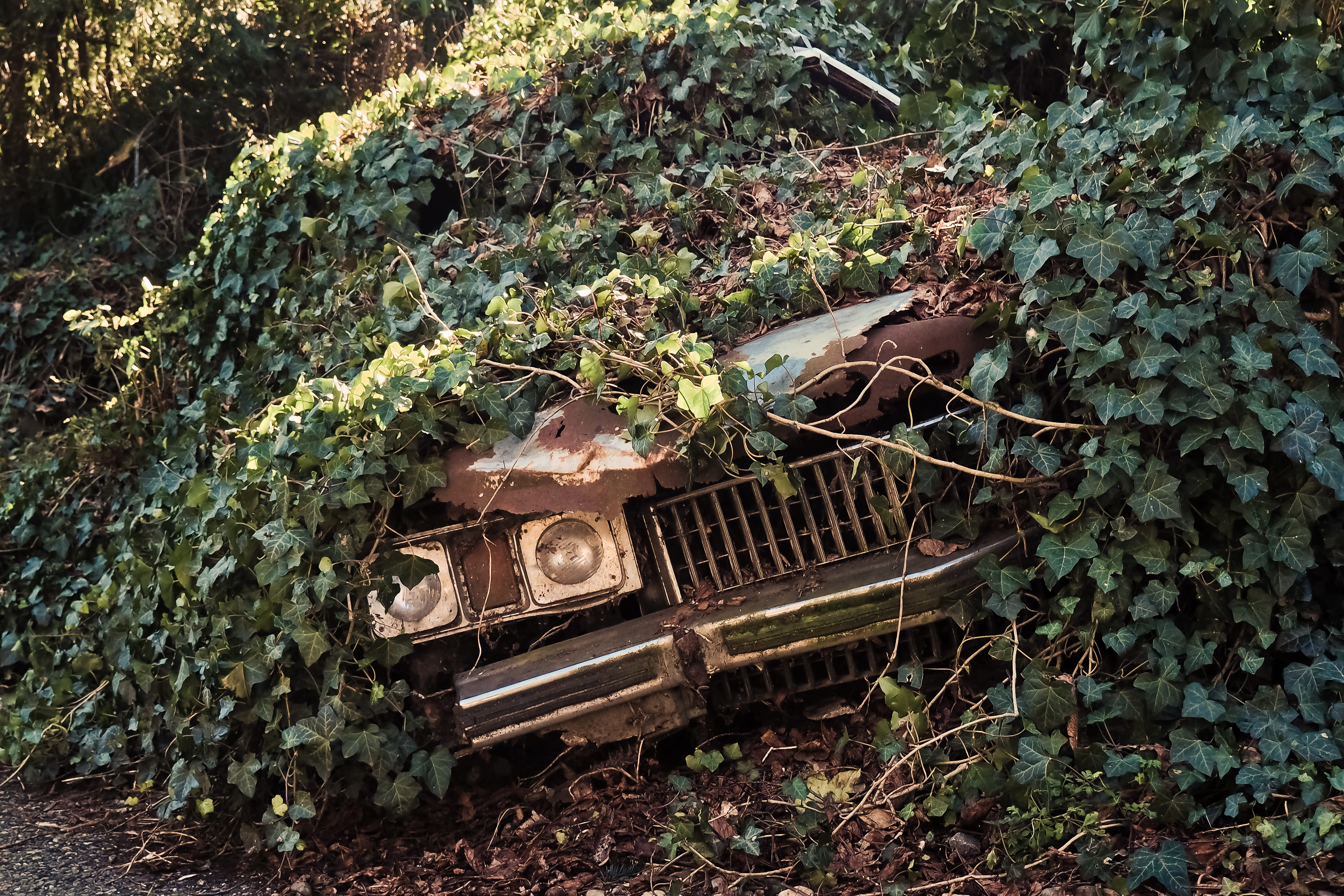 run-down, deterioration, leave, green color, leaf, break up, land, pkw, old car, broken, spotlight, wreck, rusty, damaged, day, straßenkreuzer, front, outdoors, HD Wallpaper