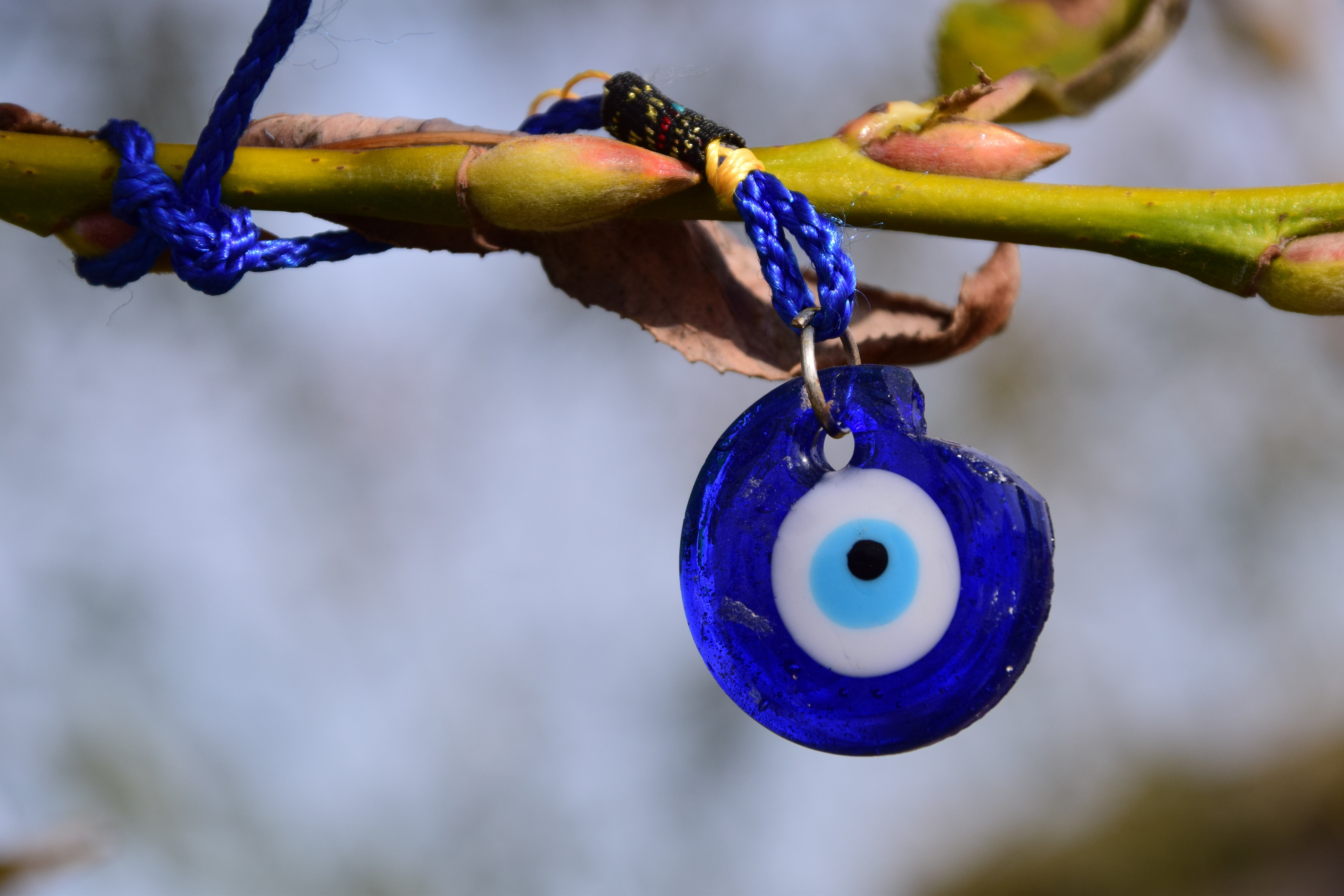 lucky charm, tree, lost, food, no people, fruit, 5K, day, eye, twig, old, protection, outdoors, defect, food and drink, talisman, selective focus, lost glücke, HD Wallpaper