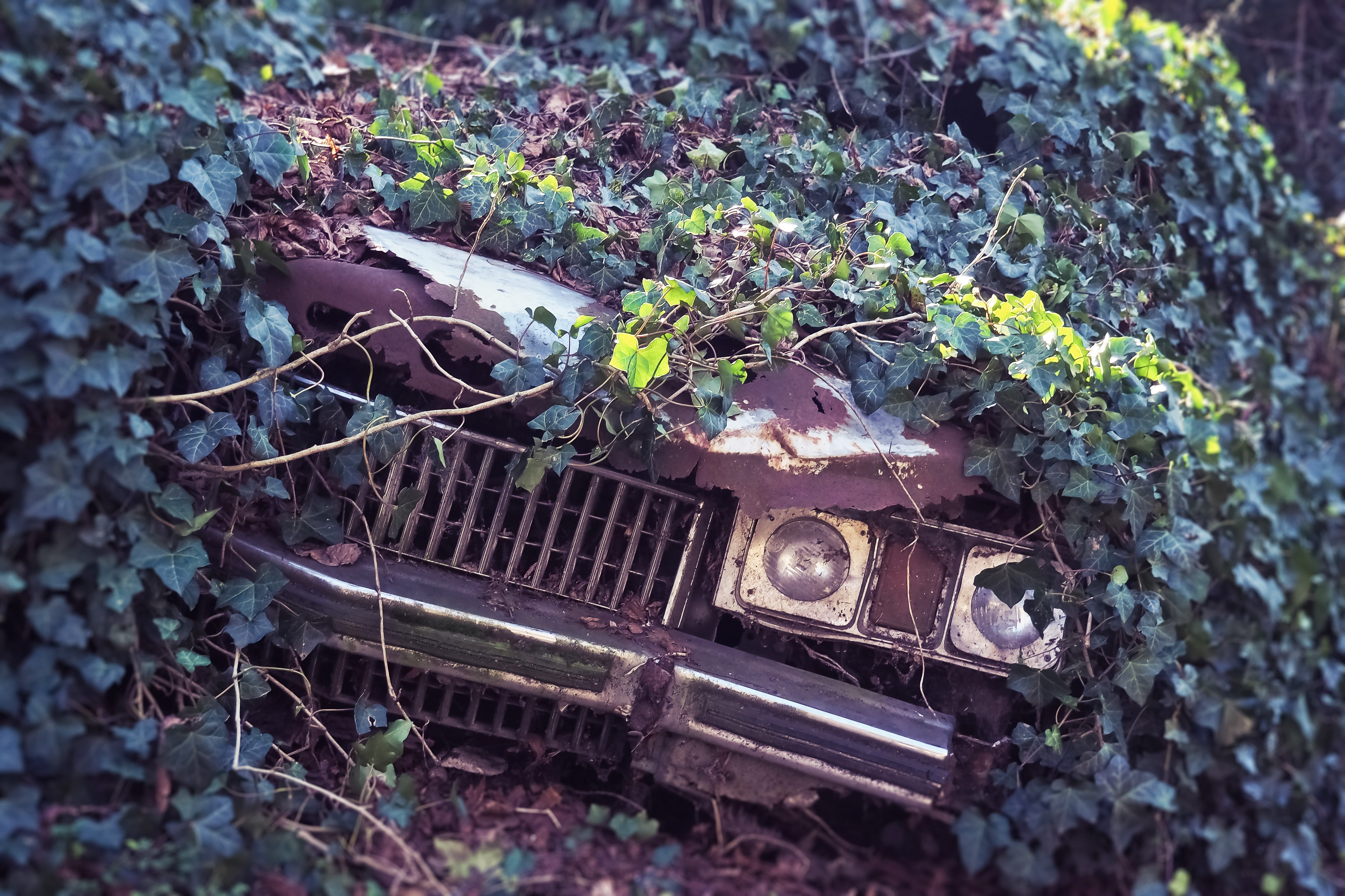 break up, ivy, ruined, plant part, old, no people, front, lost places, leaf, plant, oldtimer, day, obsolete, outdoors, overgrown, broken, land, straßenkreuzer, HD Wallpaper