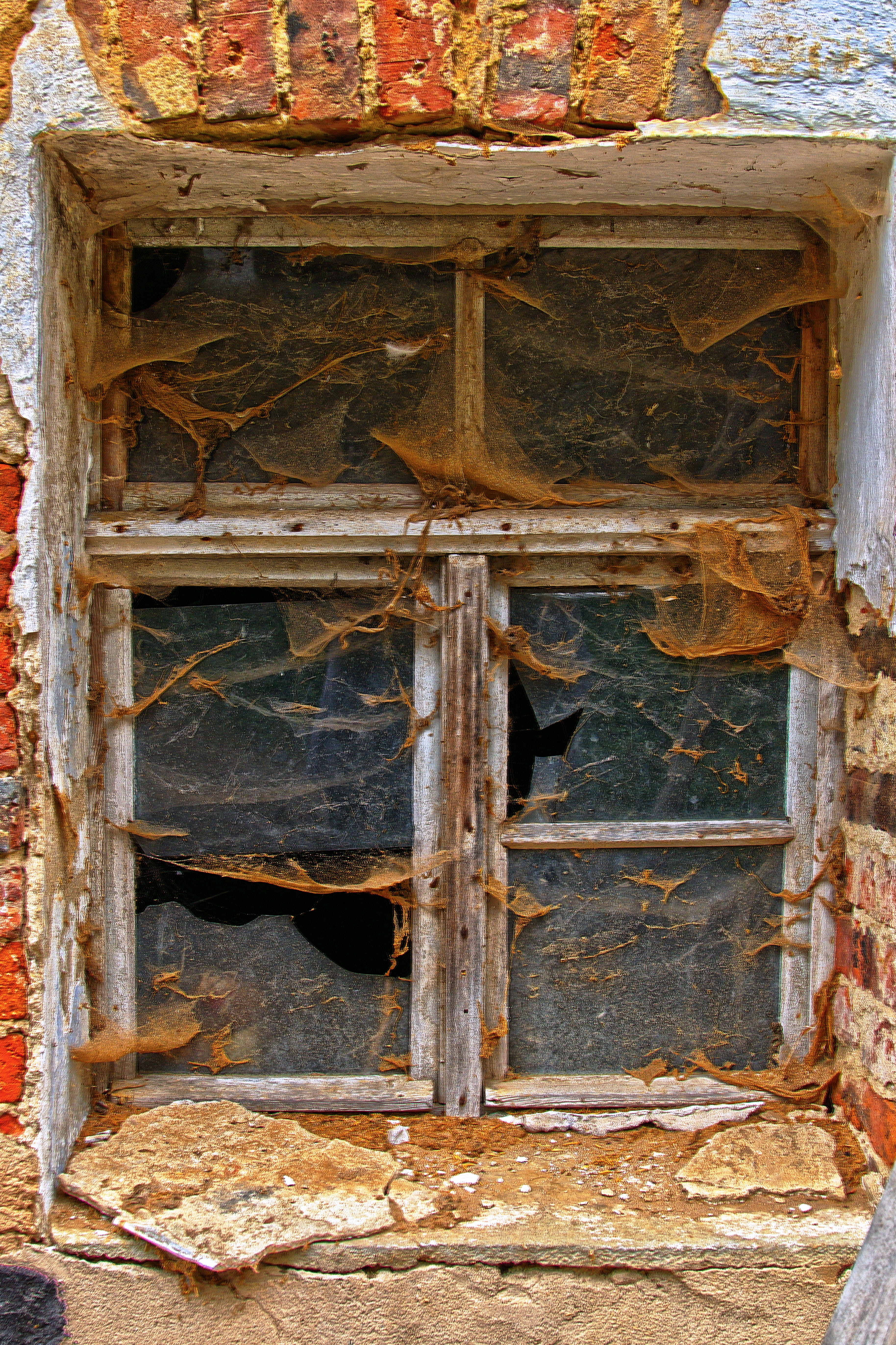 glass, defect, nature, shabby, window, old, outdoors, day, architecture, bad condition, animal, run-down, window frames, wood - material, animal themes, Phone HD Wallpaper