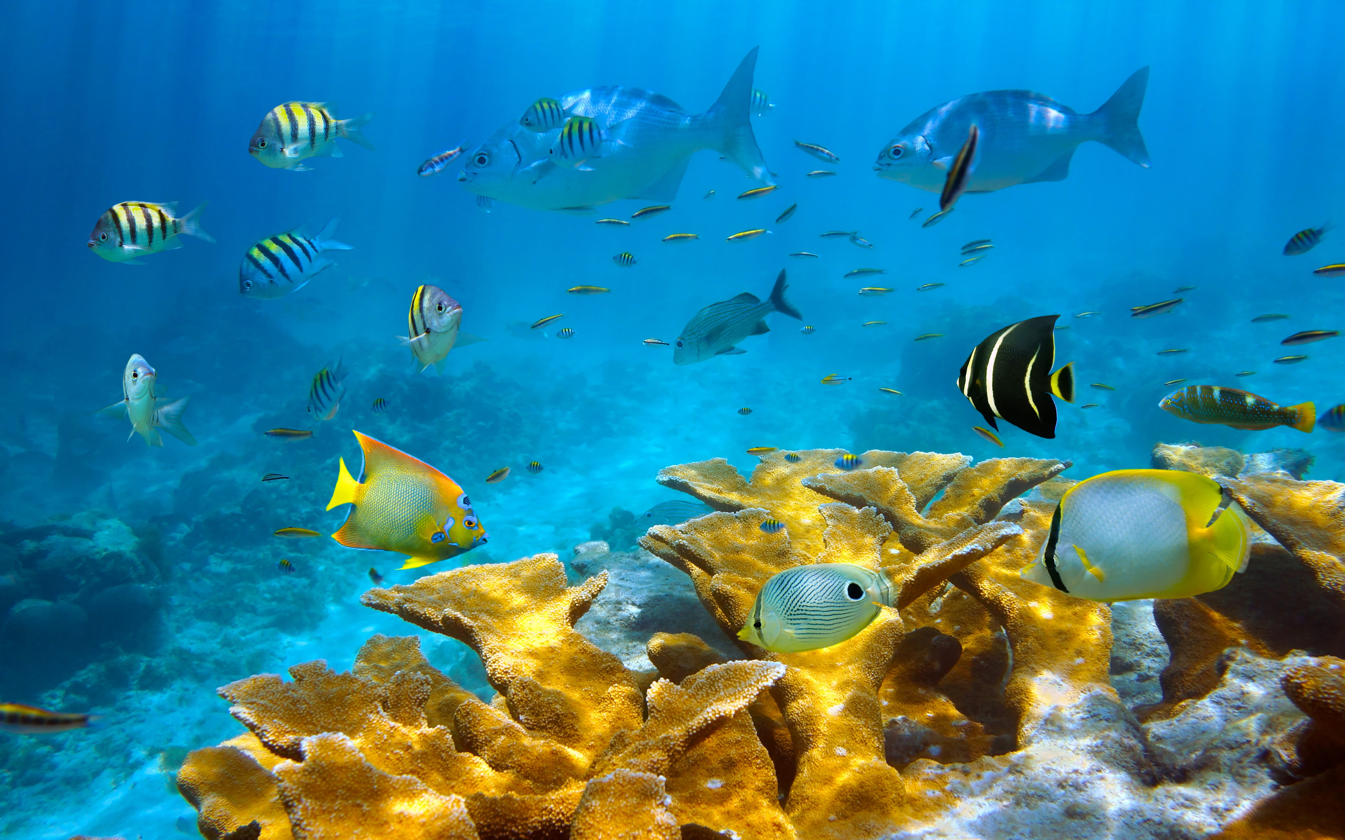 desktop, colorful, seabed, 5K, fish, sea, coral, hd, HD Wallpaper