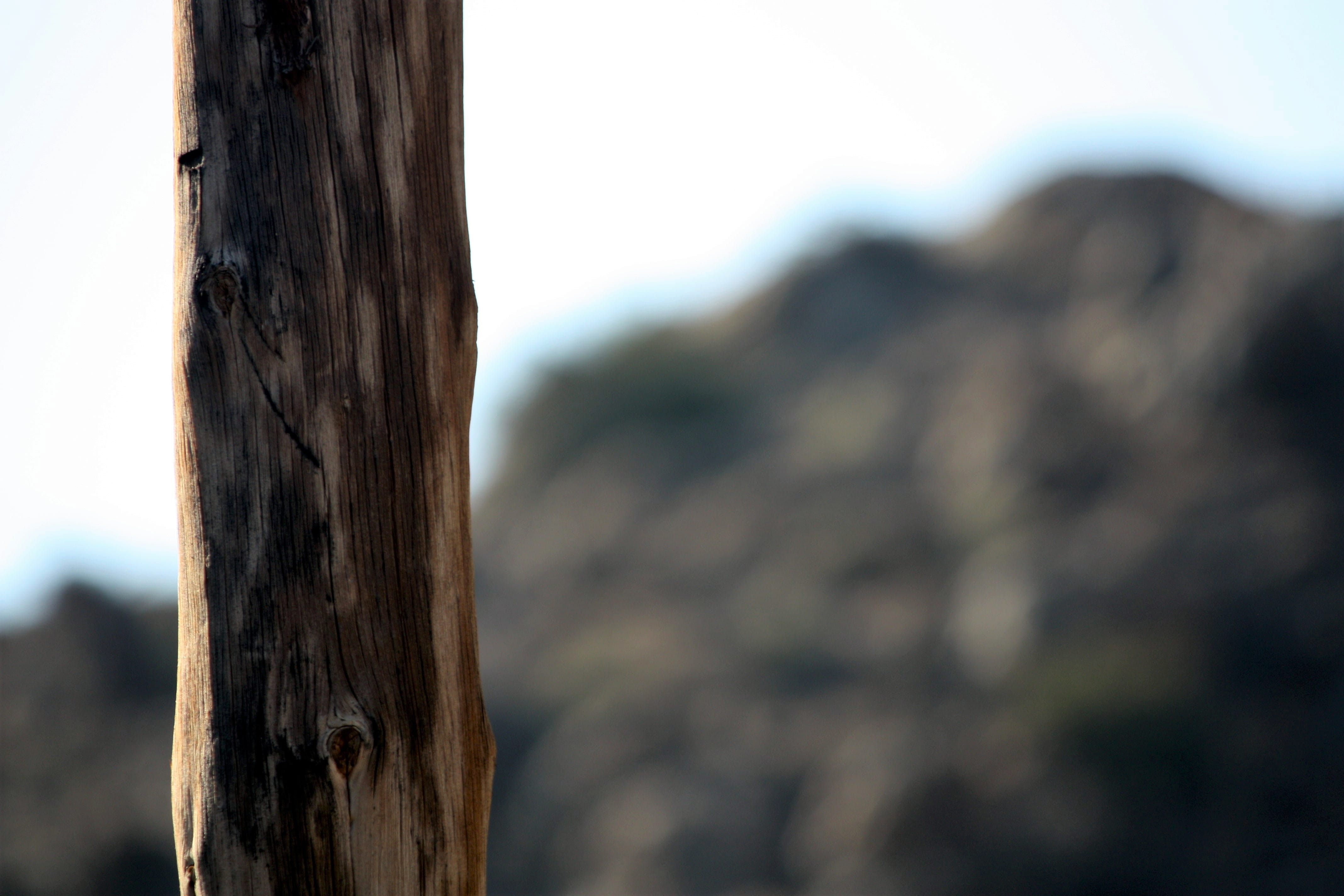 plant, stock, tree, negative, opem, close-up, focus on foreground, space, third, solid, outdoors, environment, day, south africa, brown, tree trunk, trunk, HD Wallpaper
