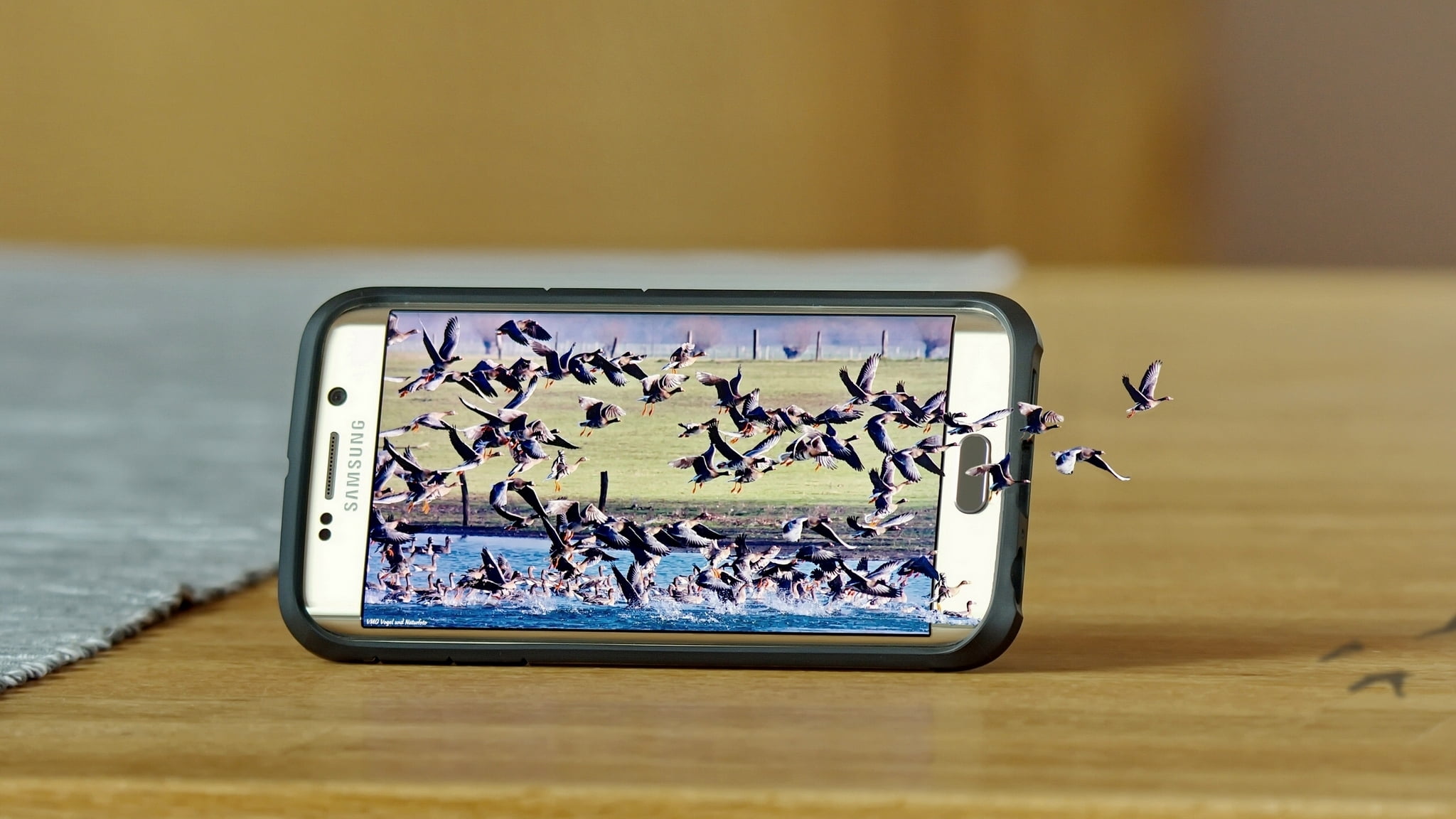 1080P, nature, journey, birds, portable information device, digital tablet, direction, single object, screen, map, close-up, device screen, wireless technology, HD Wallpaper