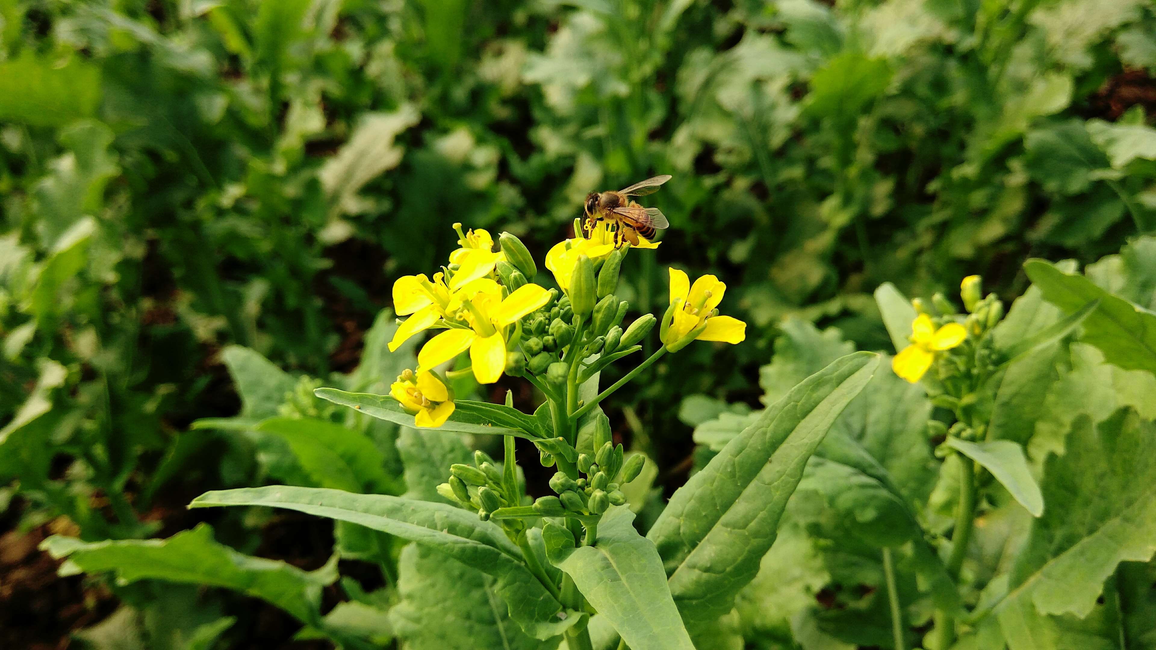 4K, insect, butterfly - insect, animal, yellow, bee, animal themes, petal, pollination, animals in the wild, flower, beauty in nature, one animal, vulnerability, HD Wallpaper