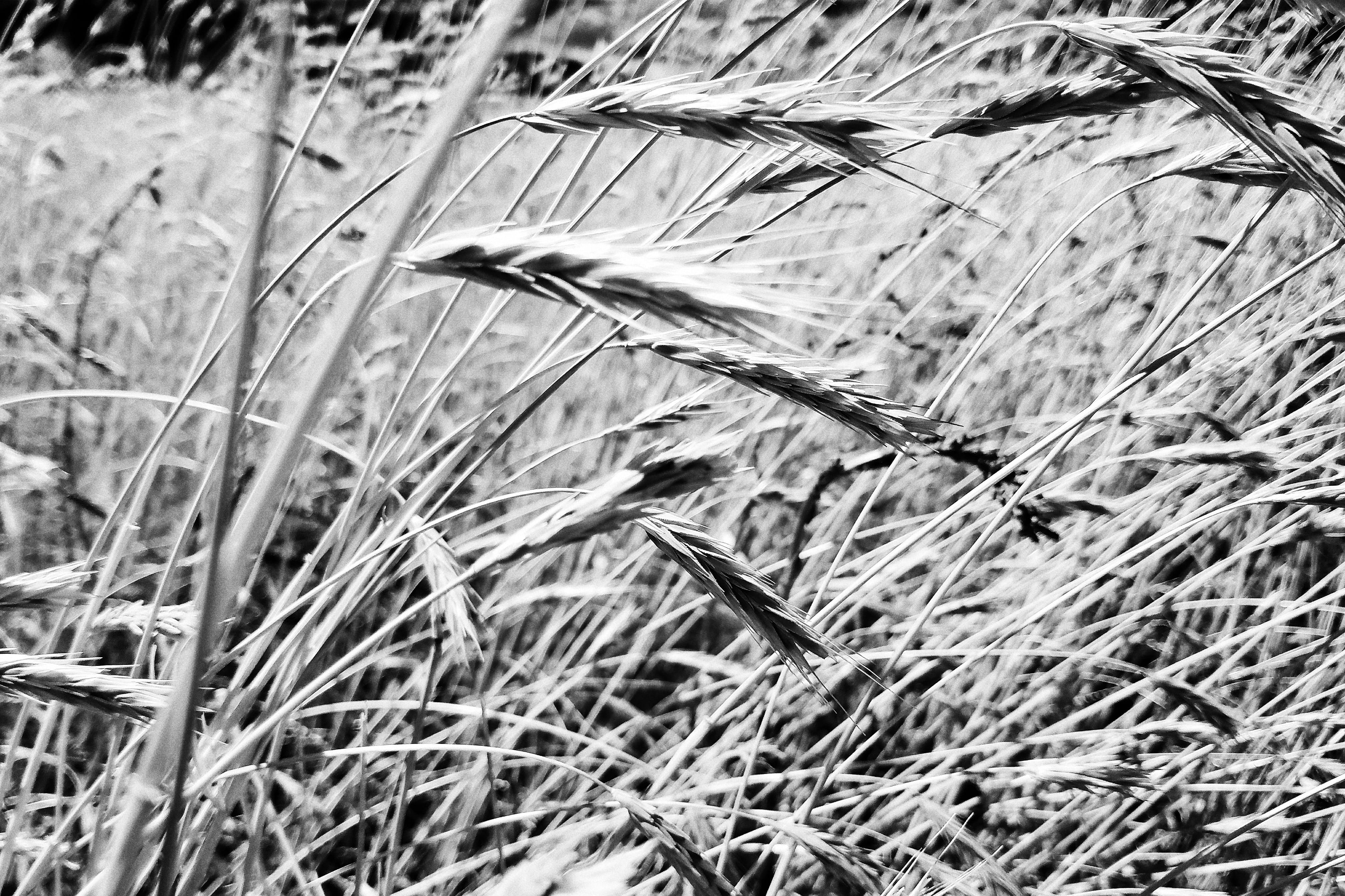 nature, close-up, grass, crop, bandw, tranquility, cereal plant, selective focus, field, wheat, agriculture, rural scene, bnw, 4K, beauty in nature, b n w, HD Wallpaper