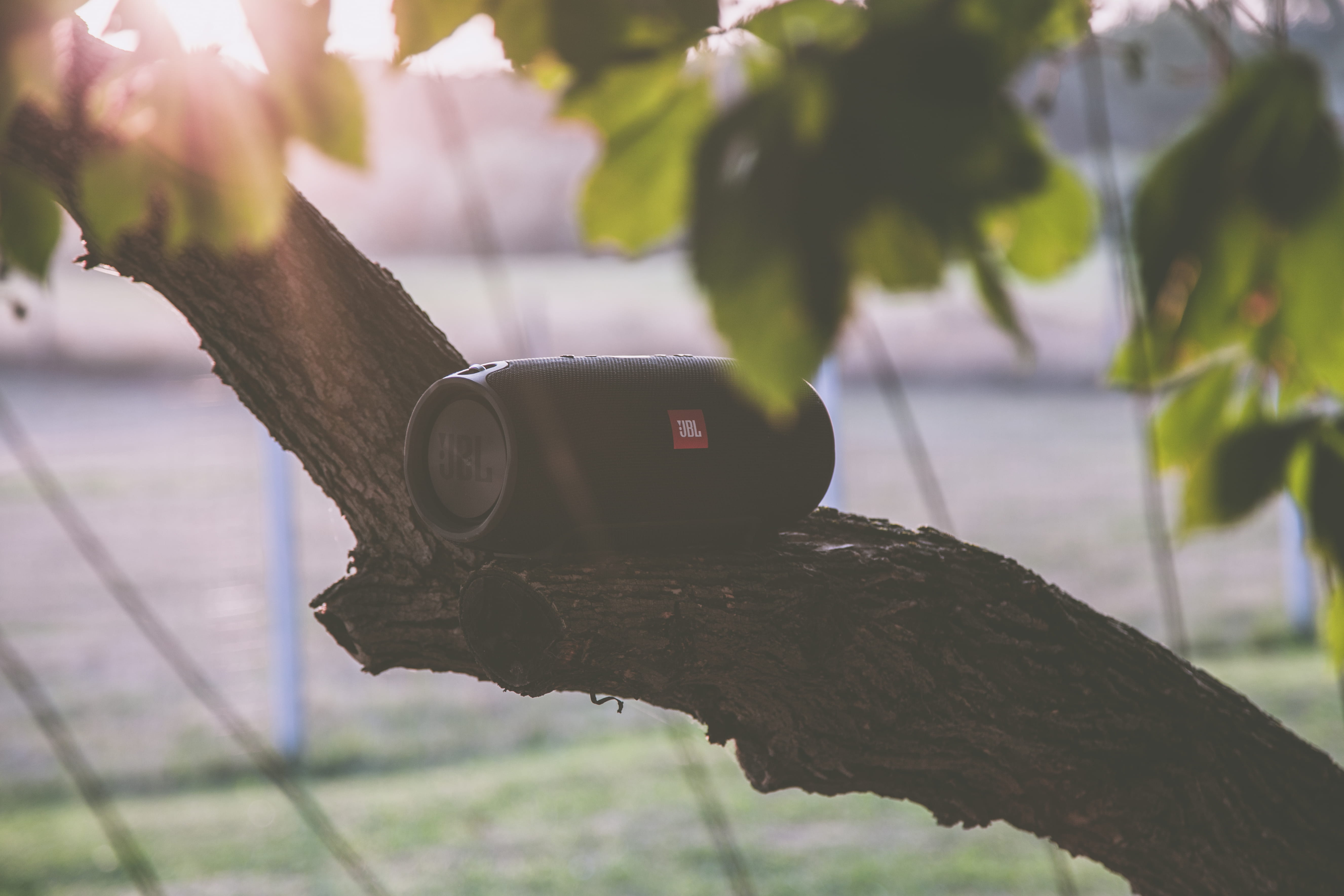 blur, environment, plant, bluetooth, growth, no people, colors, 5K, beauty in nature, close-up, sunglasses, focus on foreground, outdoors, fashion, garden, HD Wallpaper