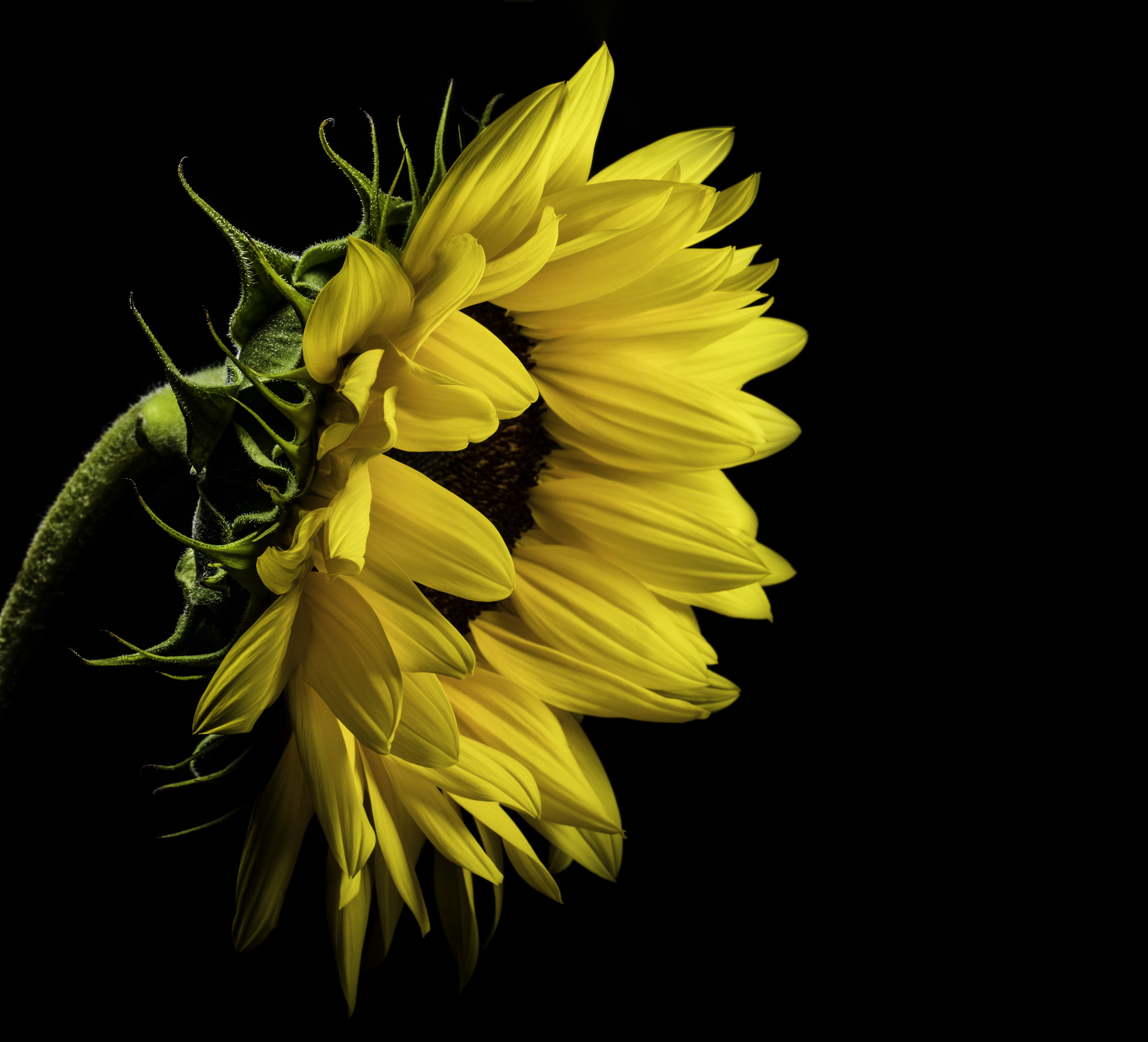 5K, petals, plant, black, beautiful, sunflower, studio shot, flower, background, beauty in nature, flora, sepal, fragility, close, bright, vulnerability, HD Wallpaper