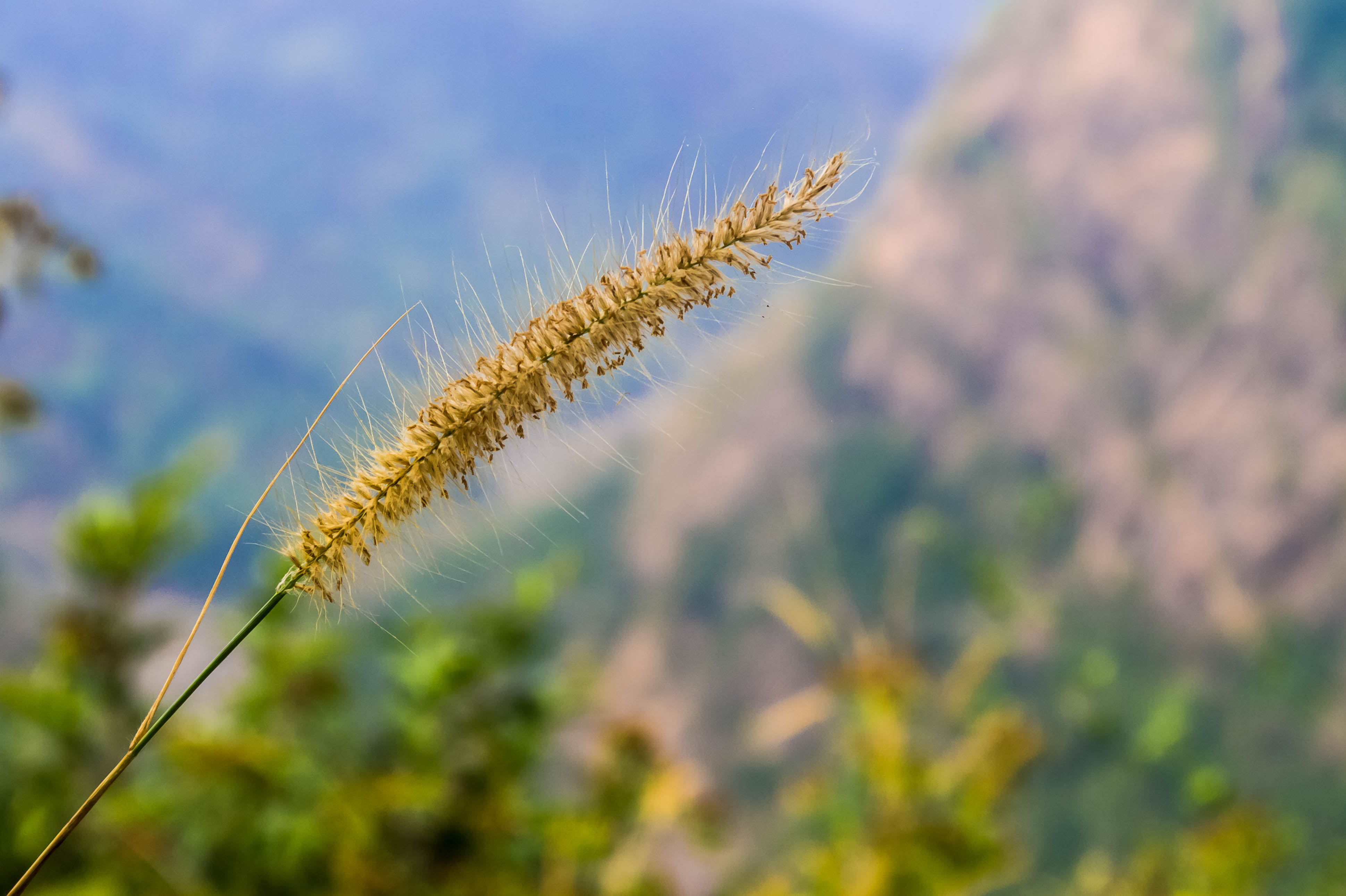 brown, Samsung NX, rural Scene, 4K, outdoors, LR5, Bokeh, Closeup, Bush, Kumar, Pennisetum setaceum, wheat, Kumaravel, grass, growth, DOF, yellow, Samsung NX100, HD Wallpaper