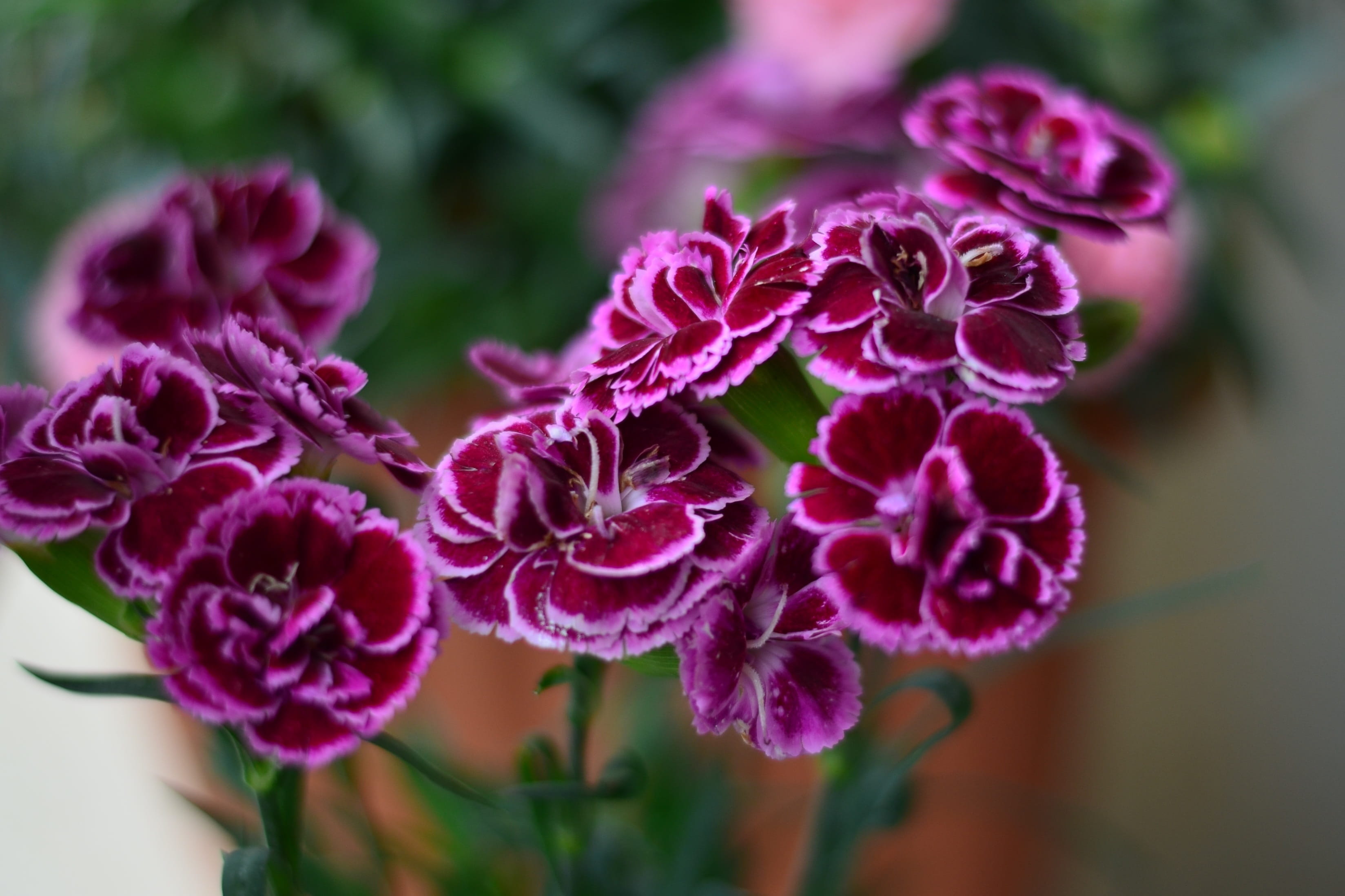 vulnerability, texture, fragility, bunch of flowers, lila, spring, petal, no people, focus on foreground, outdoors, green, clove, focus, pink color, pink flower, HD Wallpaper