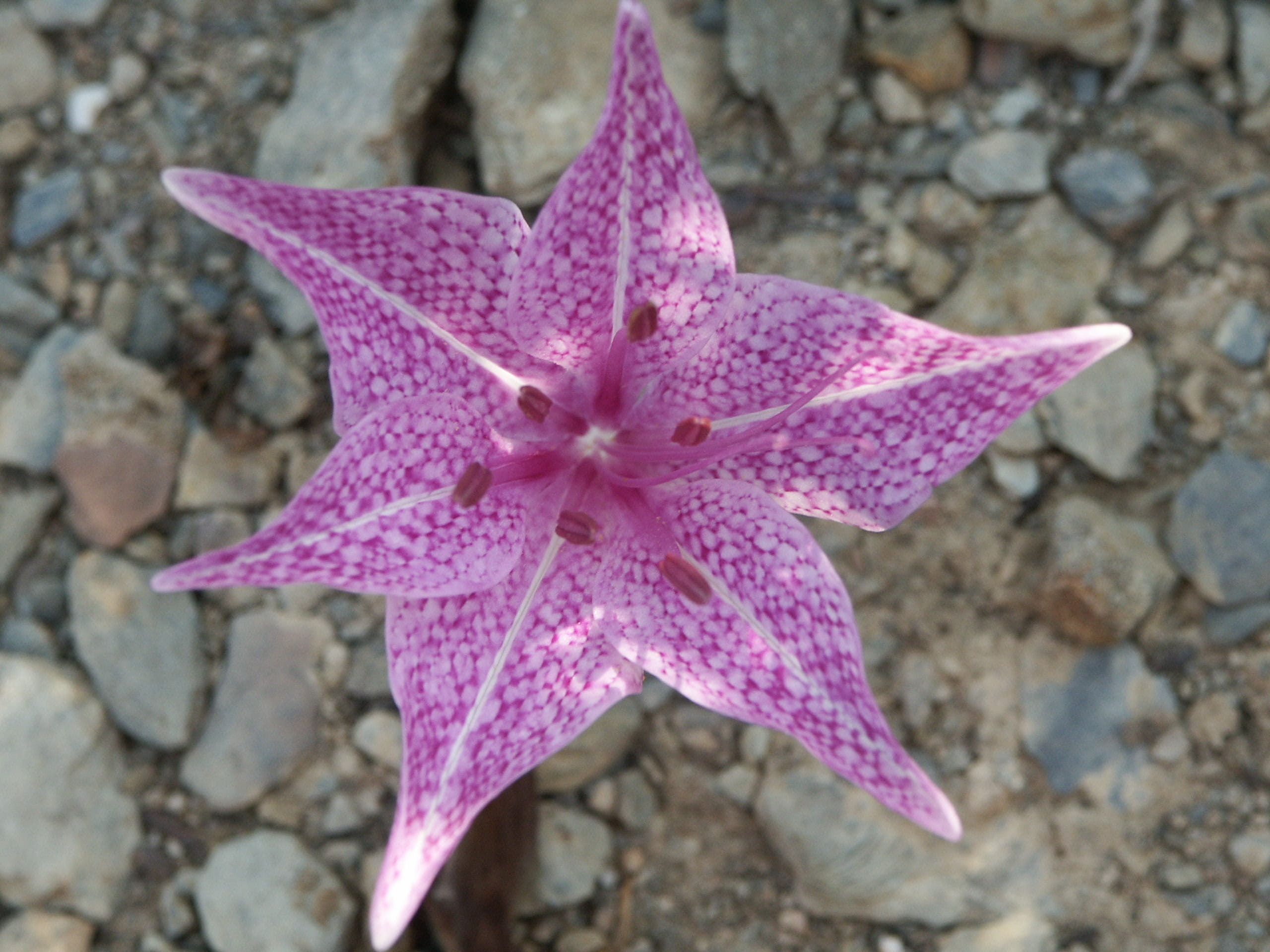 lys, purple, inflorescence, freshness, outdoors, greece, naxos, plant, macro, beauty in nature, no people, close-up, high angle view, solid, petal, day, HD Wallpaper