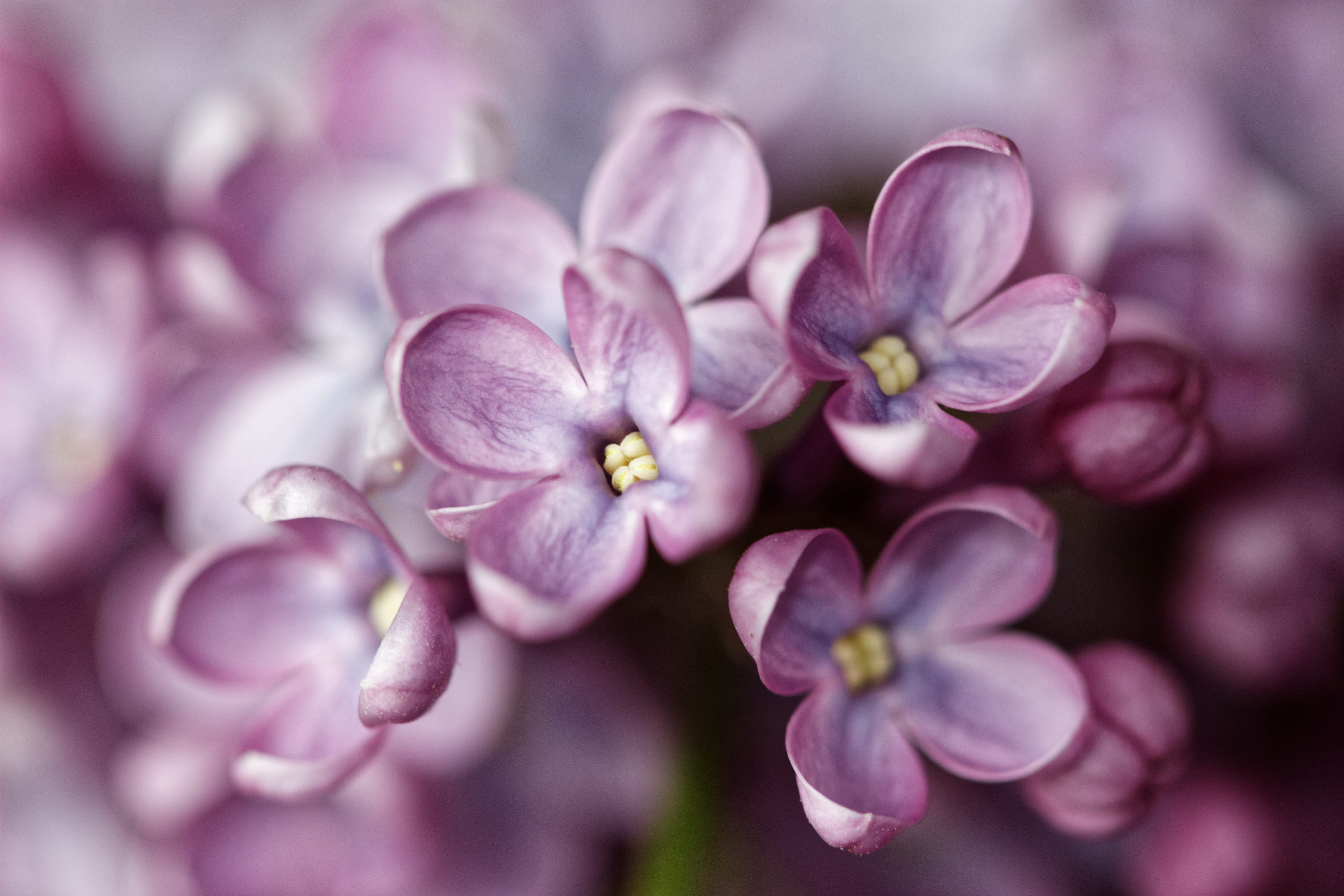 anther, pink color, flowers, syringa, focus on foreground, view, encrusted, lilac, vulnerability, outdoors, freshness, inflorescence, petal, flower head, HD Wallpaper