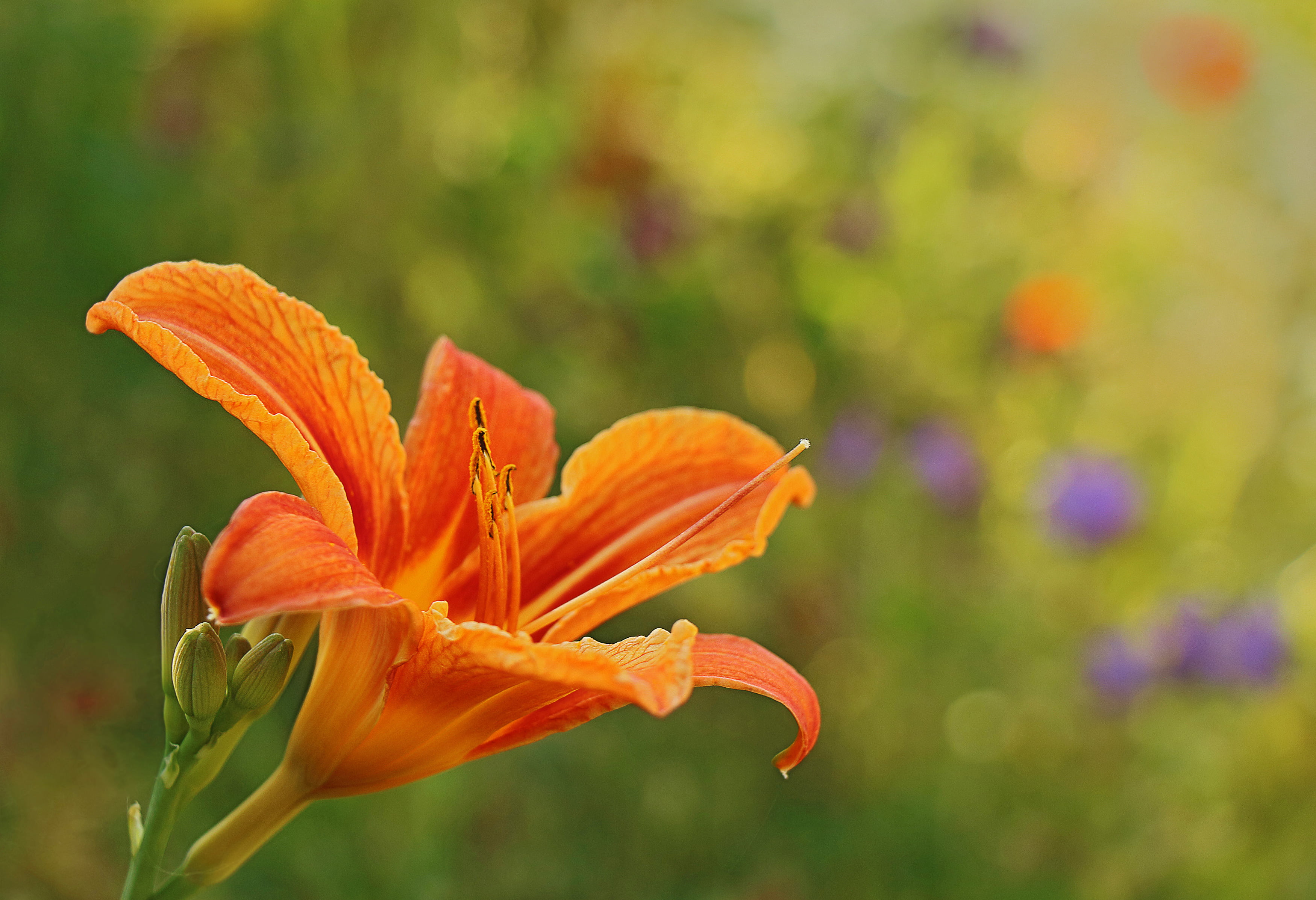 bokeh, summer, Lila, Natur, flower, selective, Blumen, blossoms, petal, Orange, yellow, petaled, nature, selective-focus, close-up, 2K, focus, plant, Floral, HD Wallpaper