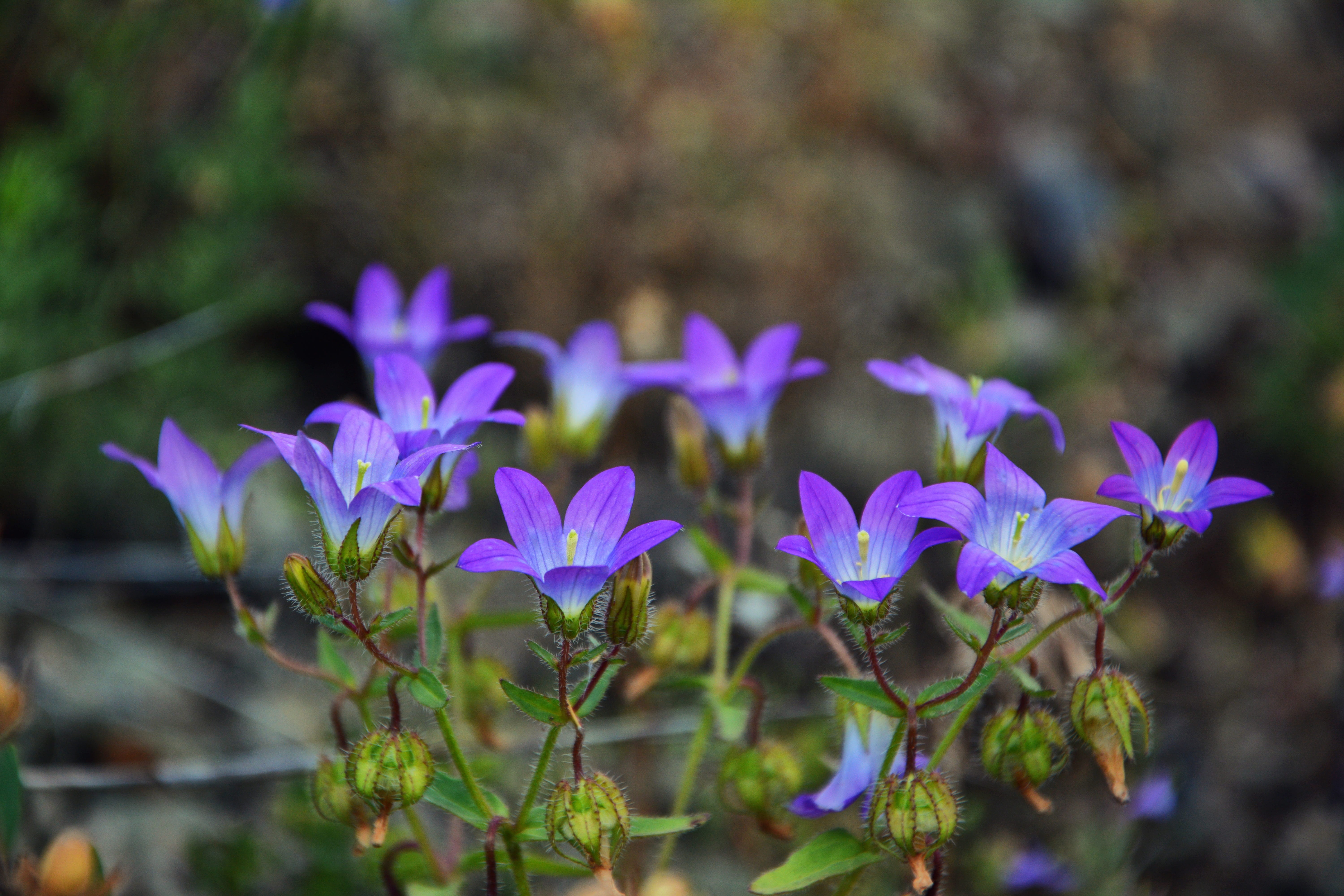 freshness, springtime, beautiful, close-up, green, nature, detail, gardening, day, land, crocus, the bluebells, purple flowers, fragility, focus on foreground, HD Wallpaper