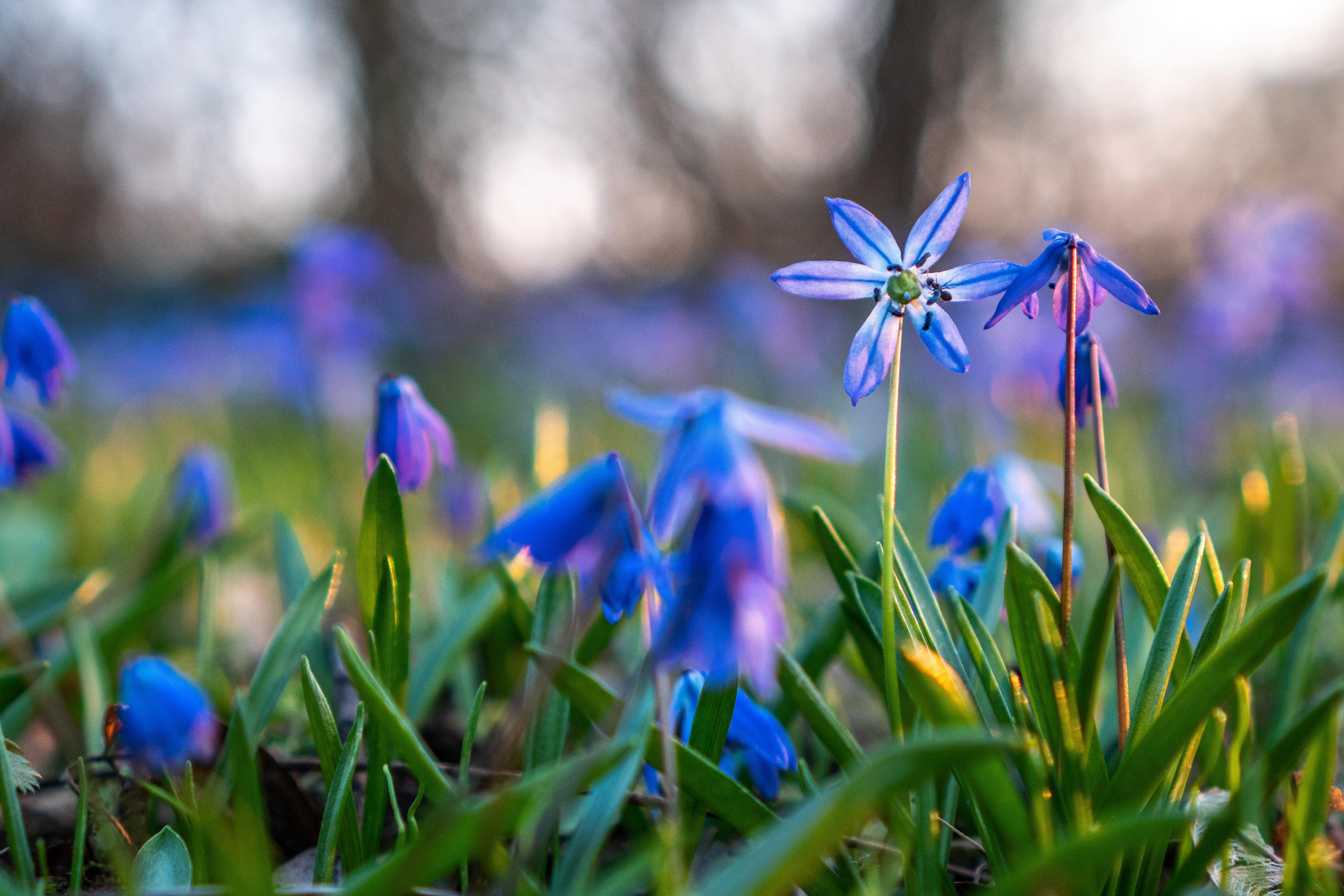 petal, beauty in nature, peaceful, blossom, flowering plant, depth of field, bokeh, 4K, no people, bouquet, scilla, plant, flower head, springtime, season, HD Wallpaper