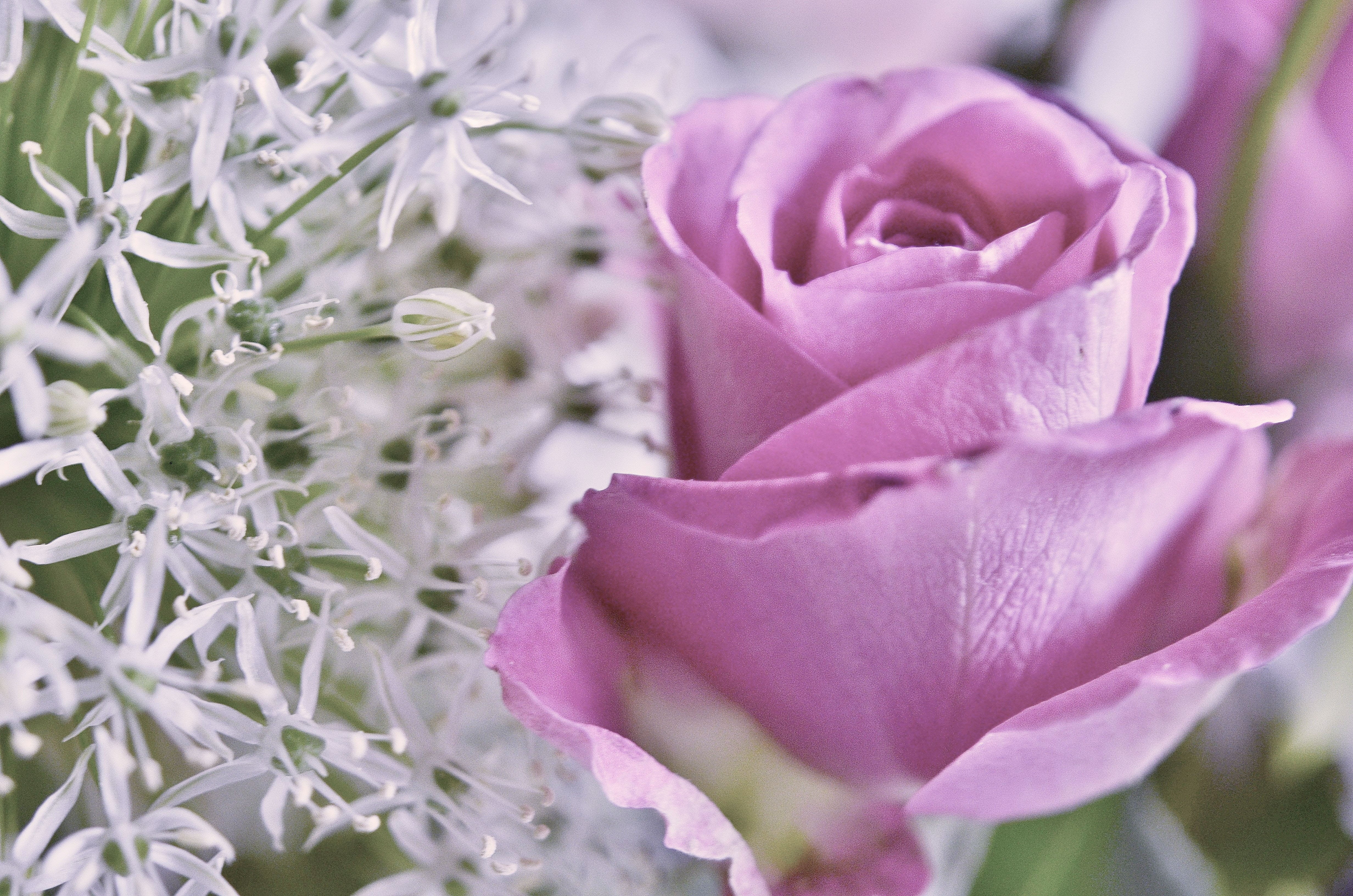 flora rose, purple, marriage, rose, lovely, blossom, pink color, flowers, romantic, inflorescence, focus on foreground, springtime, nature, bud, summer, HD Wallpaper