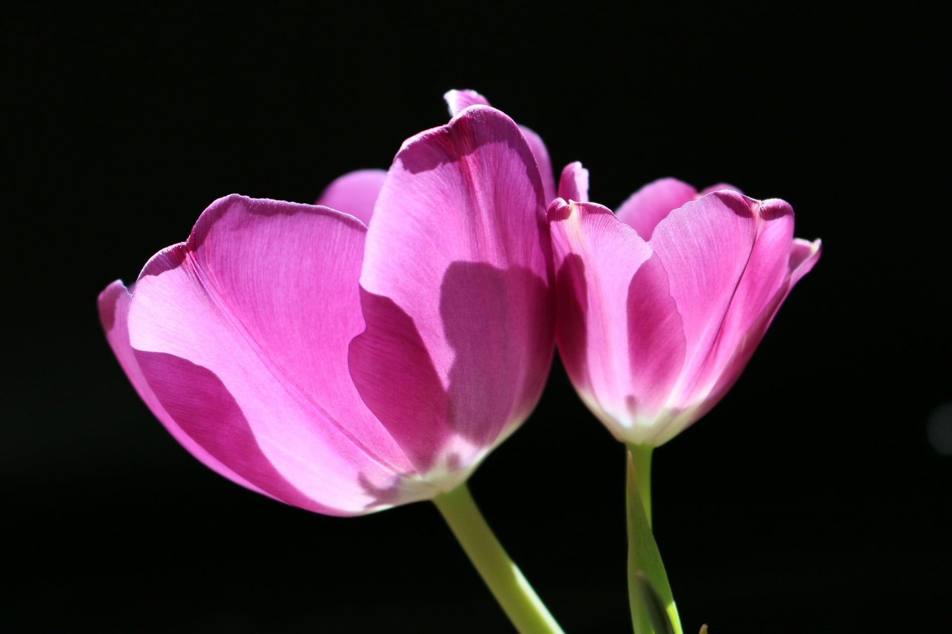 black background, floral, beauty in nature, light, no people, purple, studio shot, transparent, violet, 1080P, freshness, petal, vulnerability, growth, HD Wallpaper