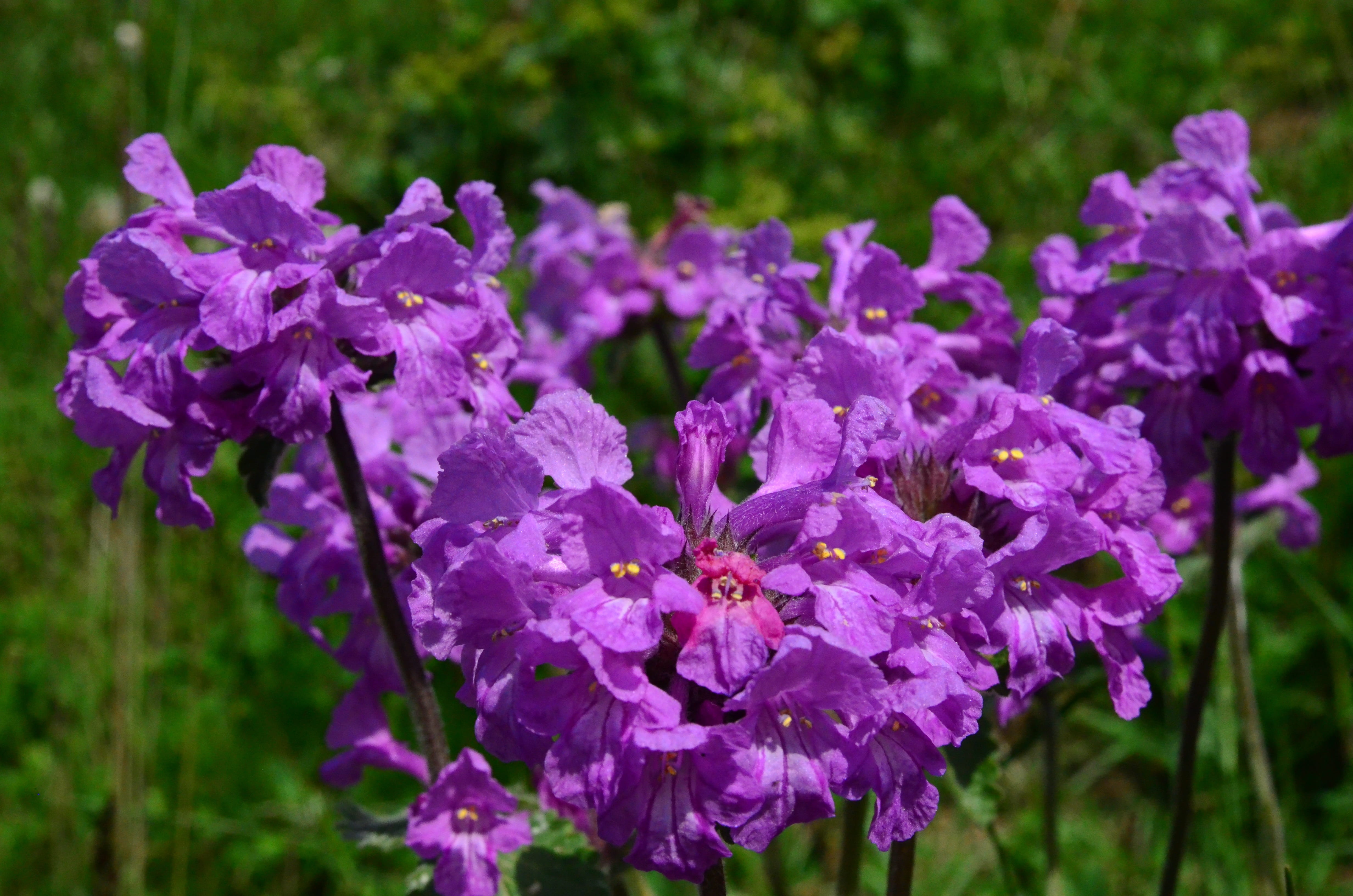 greens, peace, inflorescence, travel, Flower, detail shots, beauty in nature, bunch of flowers, flowering plant, beautiful, outdoors, texture, color, wildflowers, HD Wallpaper