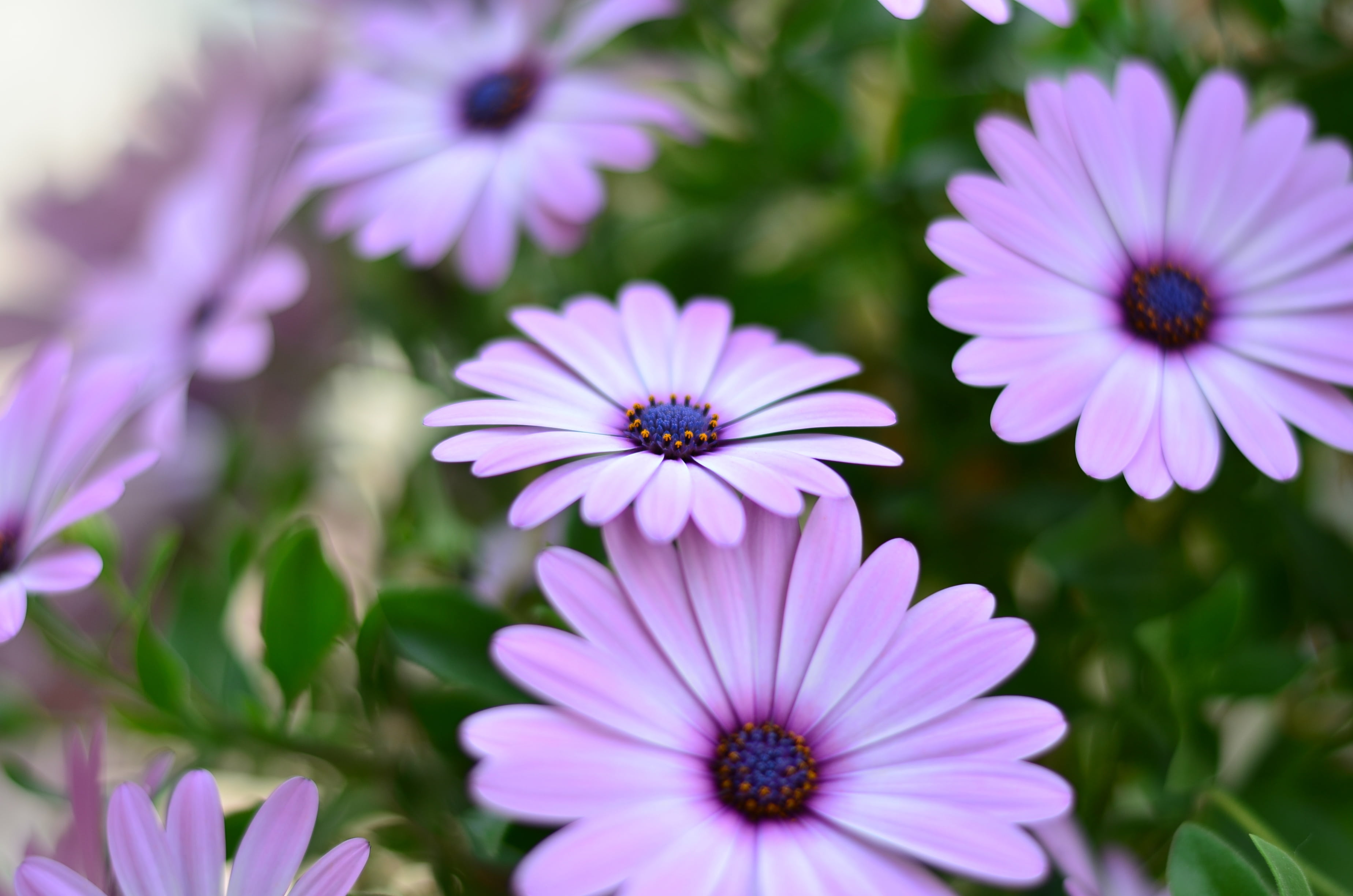flower head, flower picture, growth, purple, spring, pollen, vivid color, flower, fragility, green, no people, focus on foreground, beauty in nature, purple flowers, HD Wallpaper