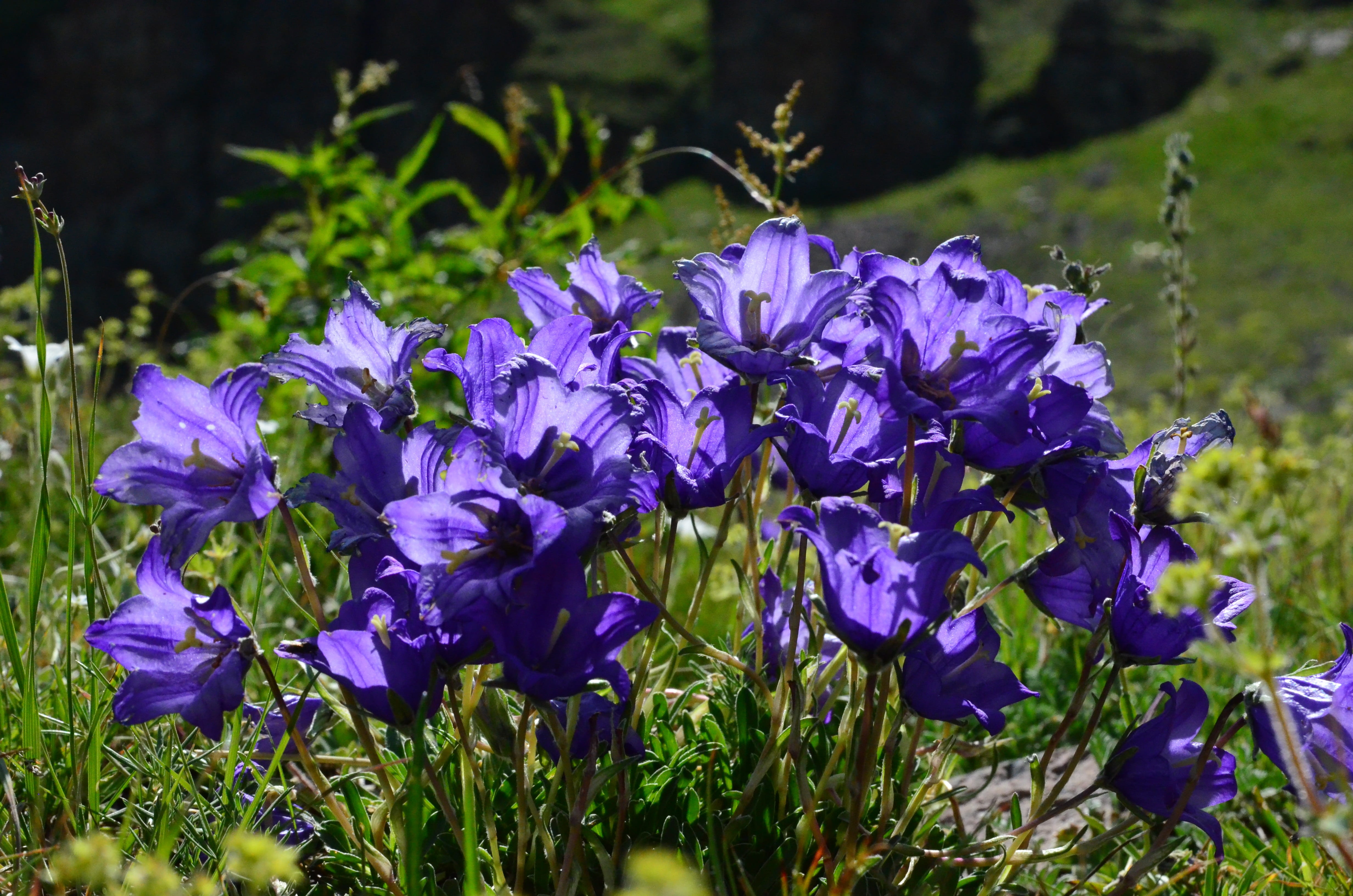 peace, petal, detail, the leaves are, vivid color, growth, Plant, no people, crocus, lila, botany, travel, springtime, detail shots, beauty in nature, iris, HD Wallpaper