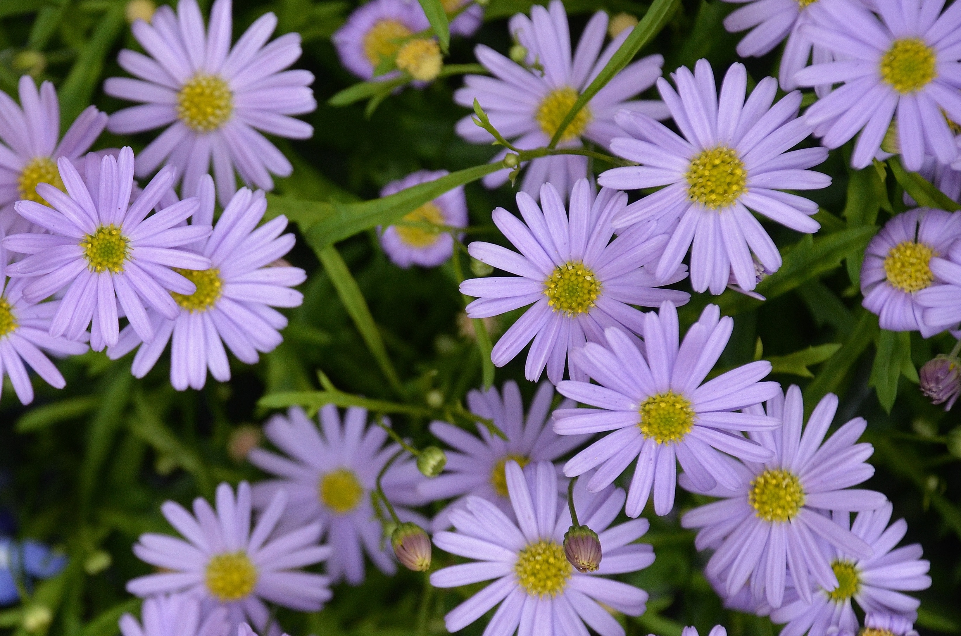 no people, flower, garden, focus on foreground, beauty in nature, growth, day, nature, fragility, selective focus, vulnerability, botany, close-up, spring, HD Wallpaper
