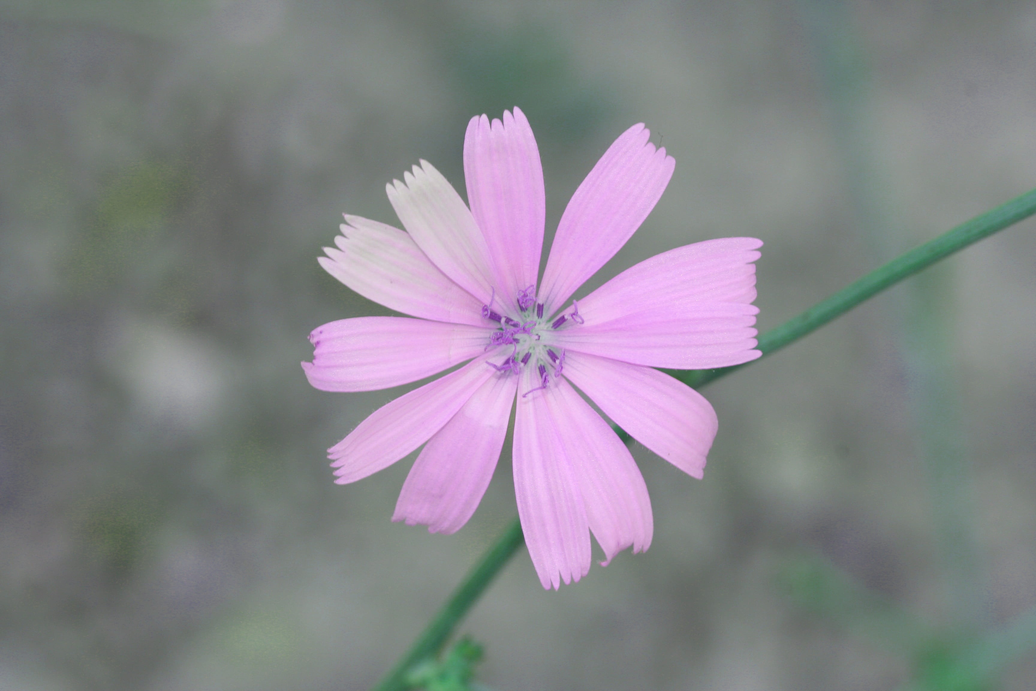 day, garden, pink, no people, macro, purple flowers, focus on foreground, inflorescence, growth, vulnerability, daisy, flowering plant, springtime, nature, HD Wallpaper