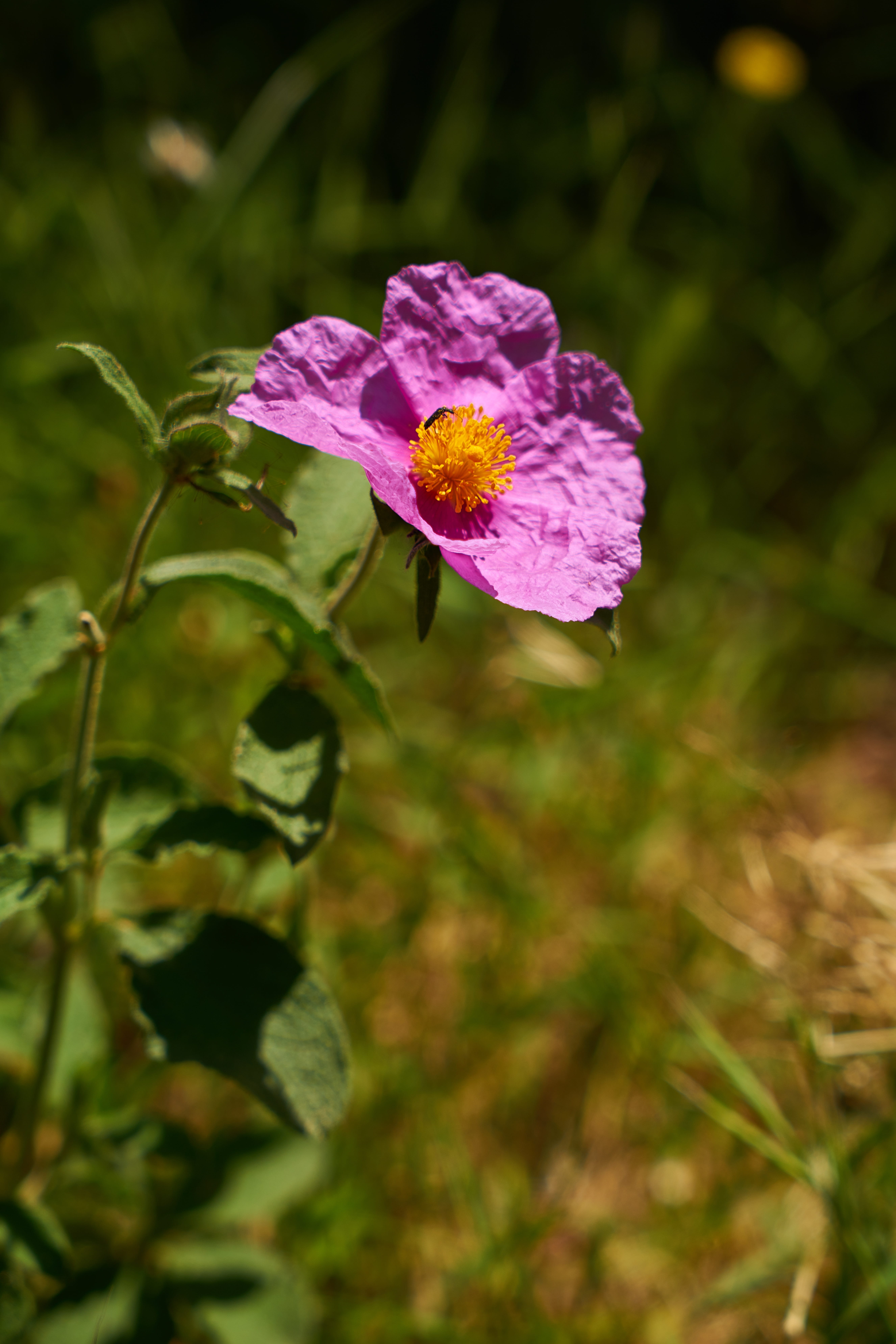 outdoors, purple flowers, selective focus, day, flower picture, 8K, flower, inflorescence, pink color, focus on foreground, lilac flowers, spring, vulnerability, Phone HD Wallpaper