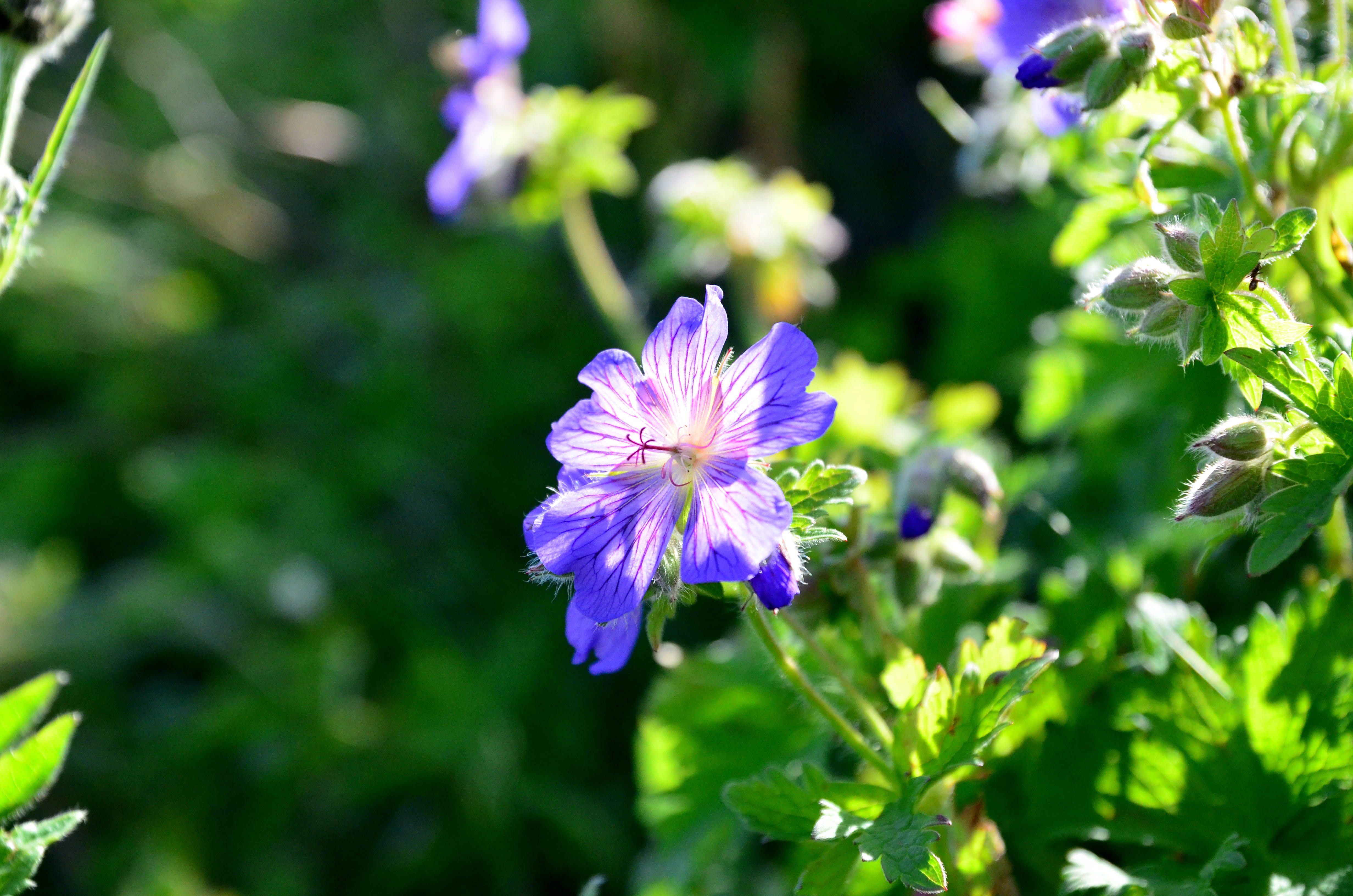 growth, Plant, macro chichewa, turkey plant, flower picture, green, greens, day, color image, ispir, focus on foreground, natural environment, purple flowers, HD Wallpaper