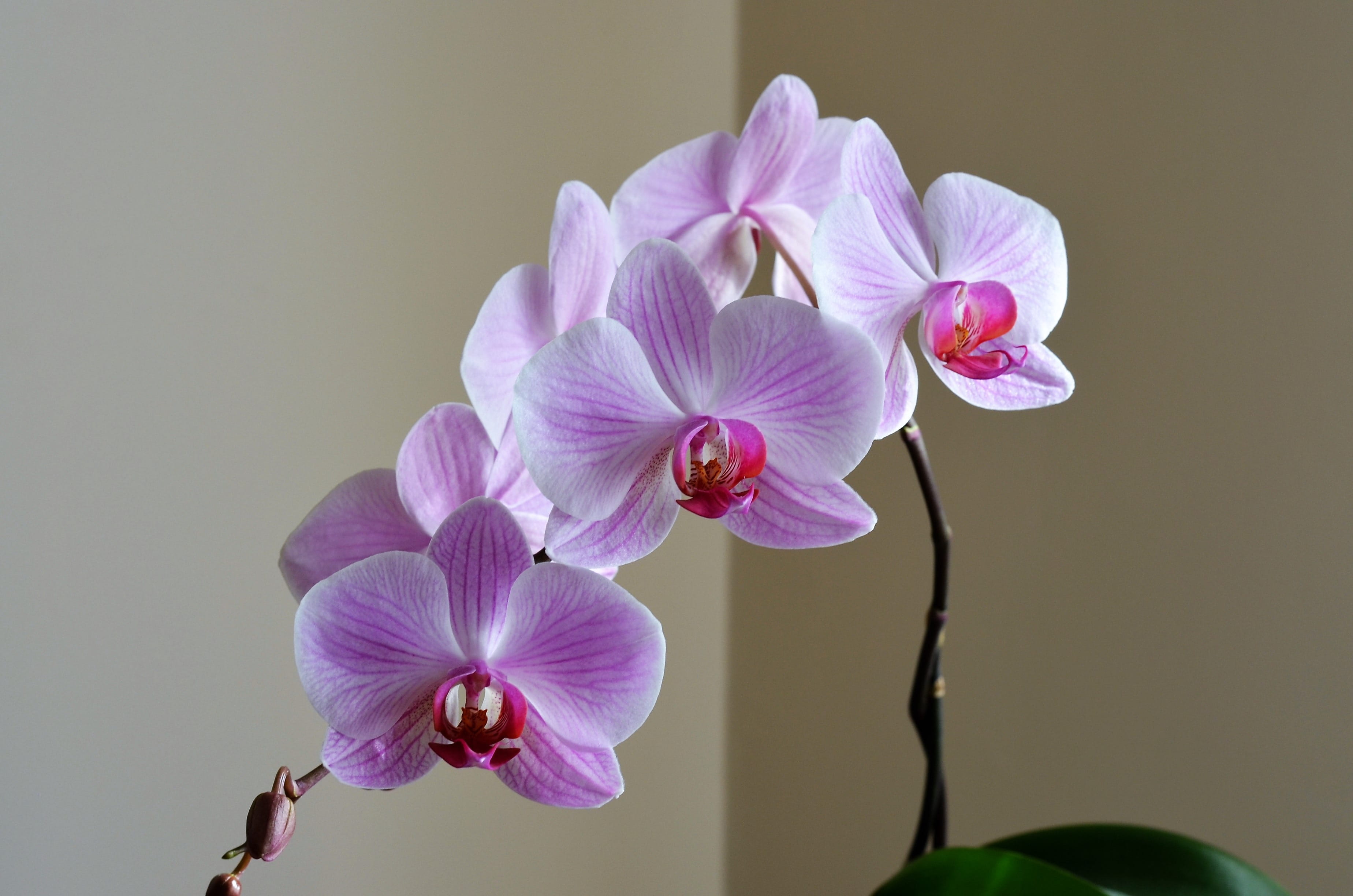 Nature, pink flower, beautiful, petal, pink color, fragility, Lila, flowering plant, flower head, ornamental plants, white color, decorative, indoors, detail shots, HD Wallpaper