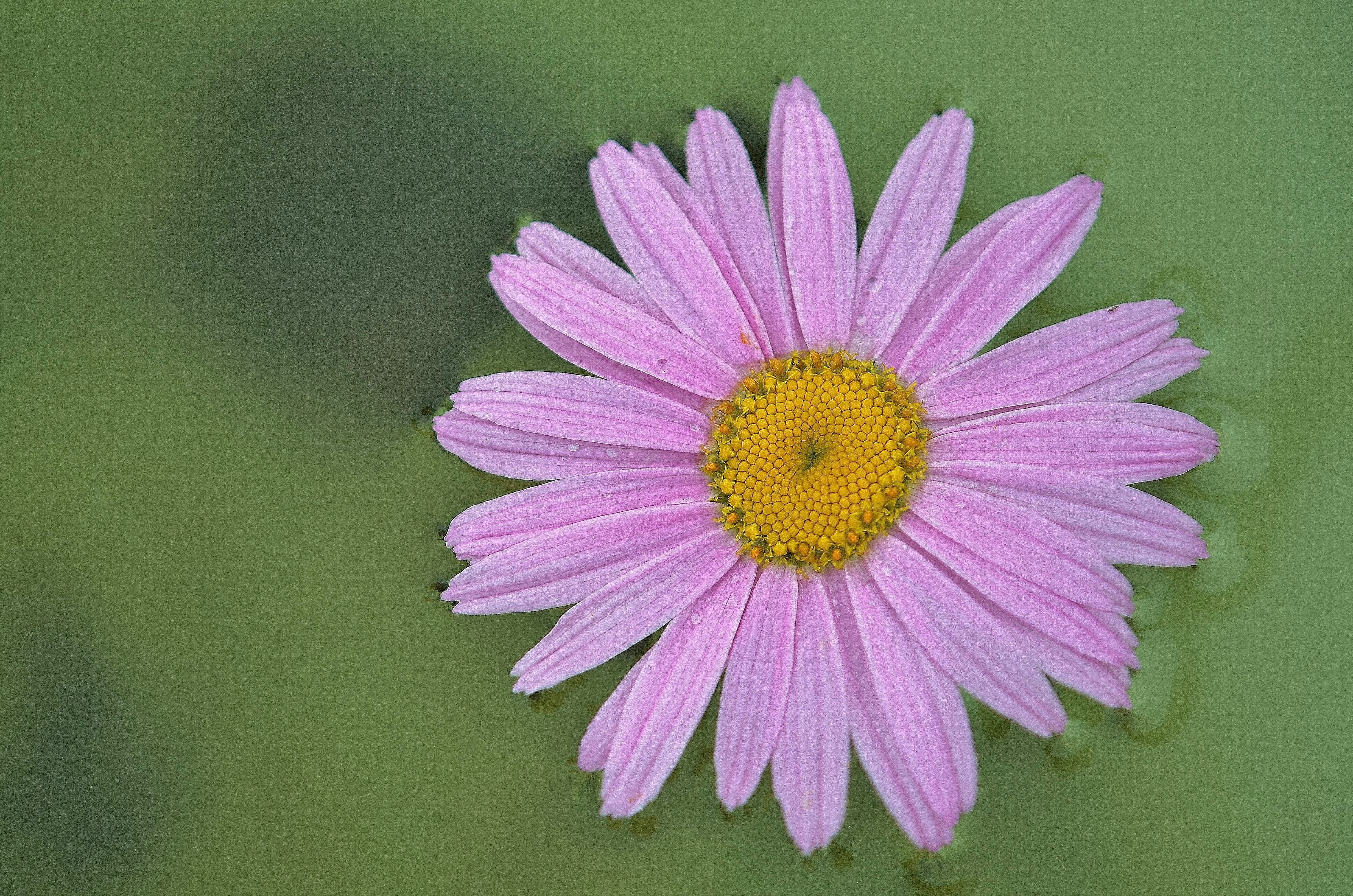 purple, directly above, nature, close-up, macro, photography, flower head, Garden, pointed flower, detail, Flower, Plant, Composites, pollen, pink, freshness, HD Wallpaper