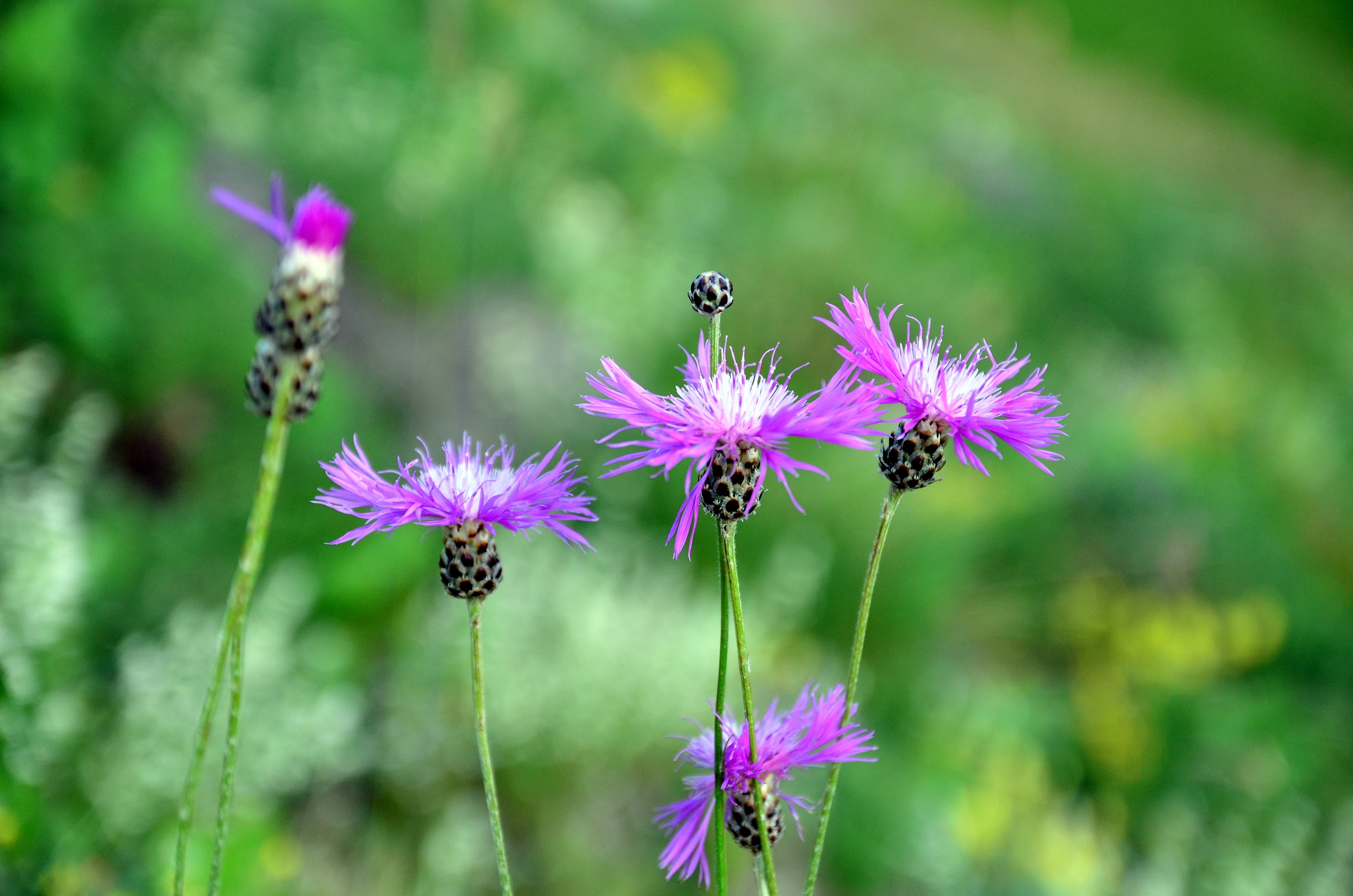 outdoors, colors, peace, Nature, wildflowers, beauty in nature, beautiful, flower head, spring flowers, macro chichewa, background, close-up, purple, texture, HD Wallpaper