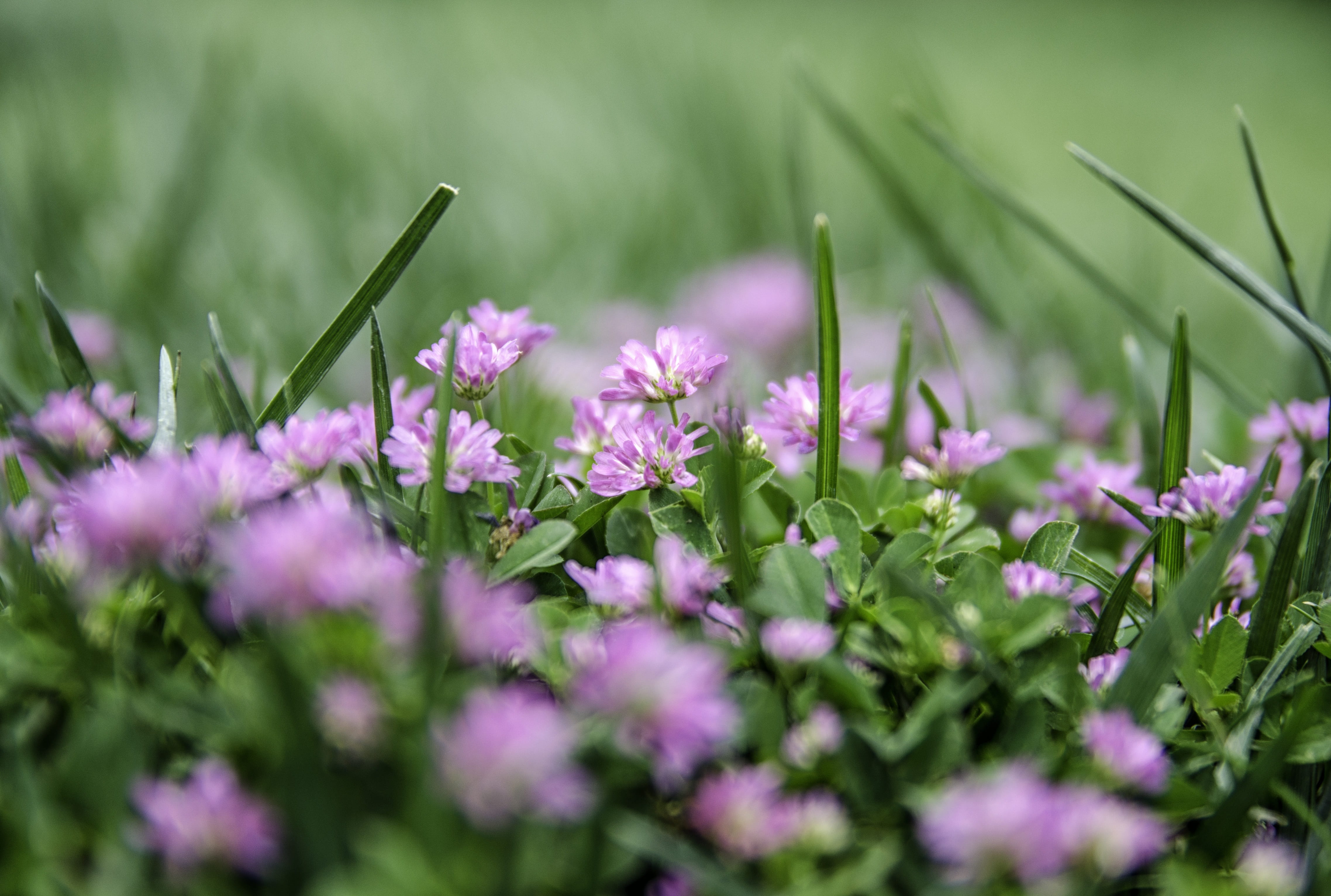 nature, selective focus, lila, purple, spring flowers, doga, beautiful flower, growth, flower, beauty in nature, flowering plant, field, green color, flowers, HD Wallpaper