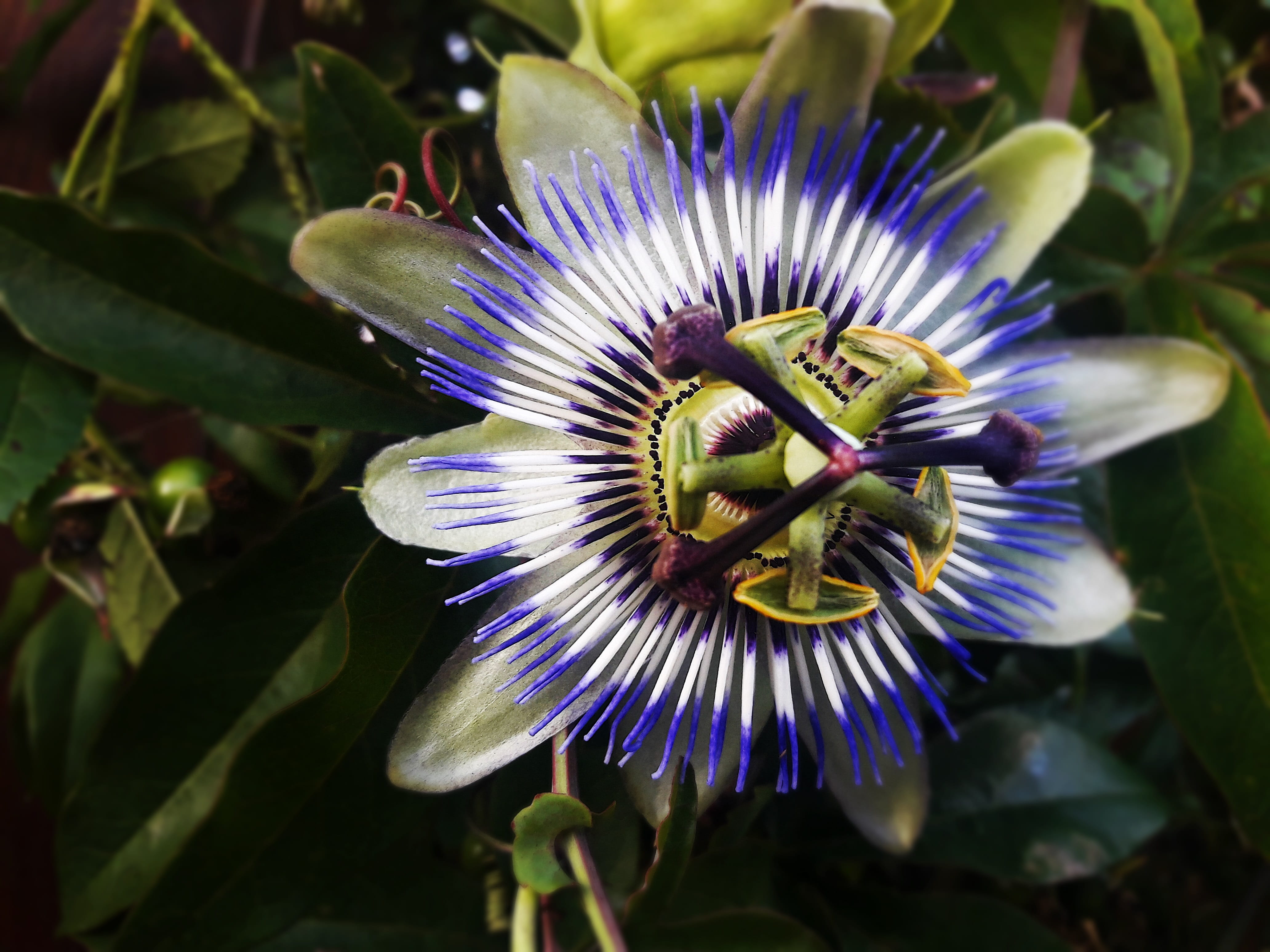 plant, beauty in nature, flower, fragility, the petals, garden, 4K, growth, nature, violet, close-up, focus on foreground, no people, inflorescence, flower head, HD Wallpaper