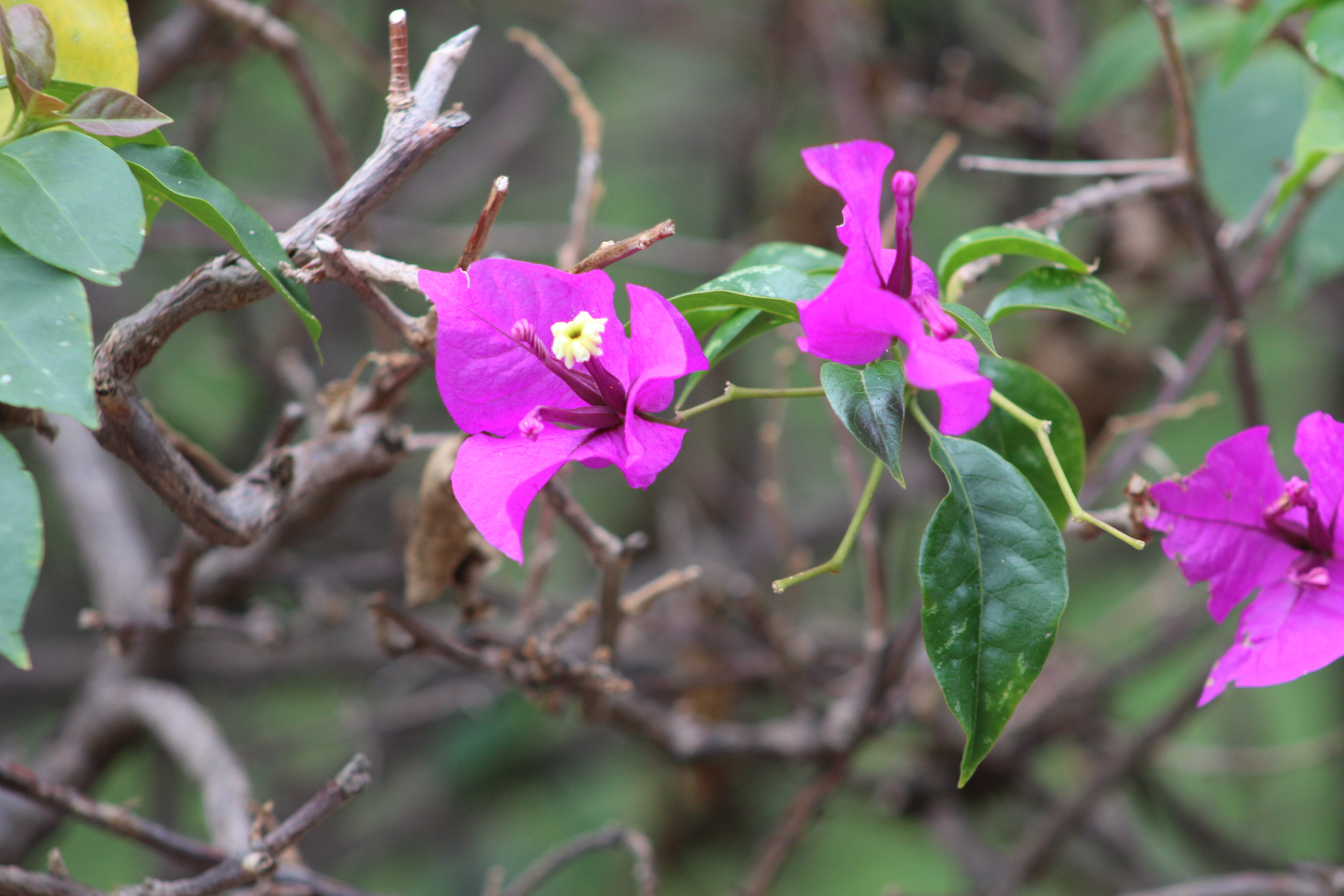 pink color, flower head, outdoors, no people, leaf, close-up, plant, nature, flowering plant, beauty in nature, purple, 5K, lila, focus on foreground, HD Wallpaper