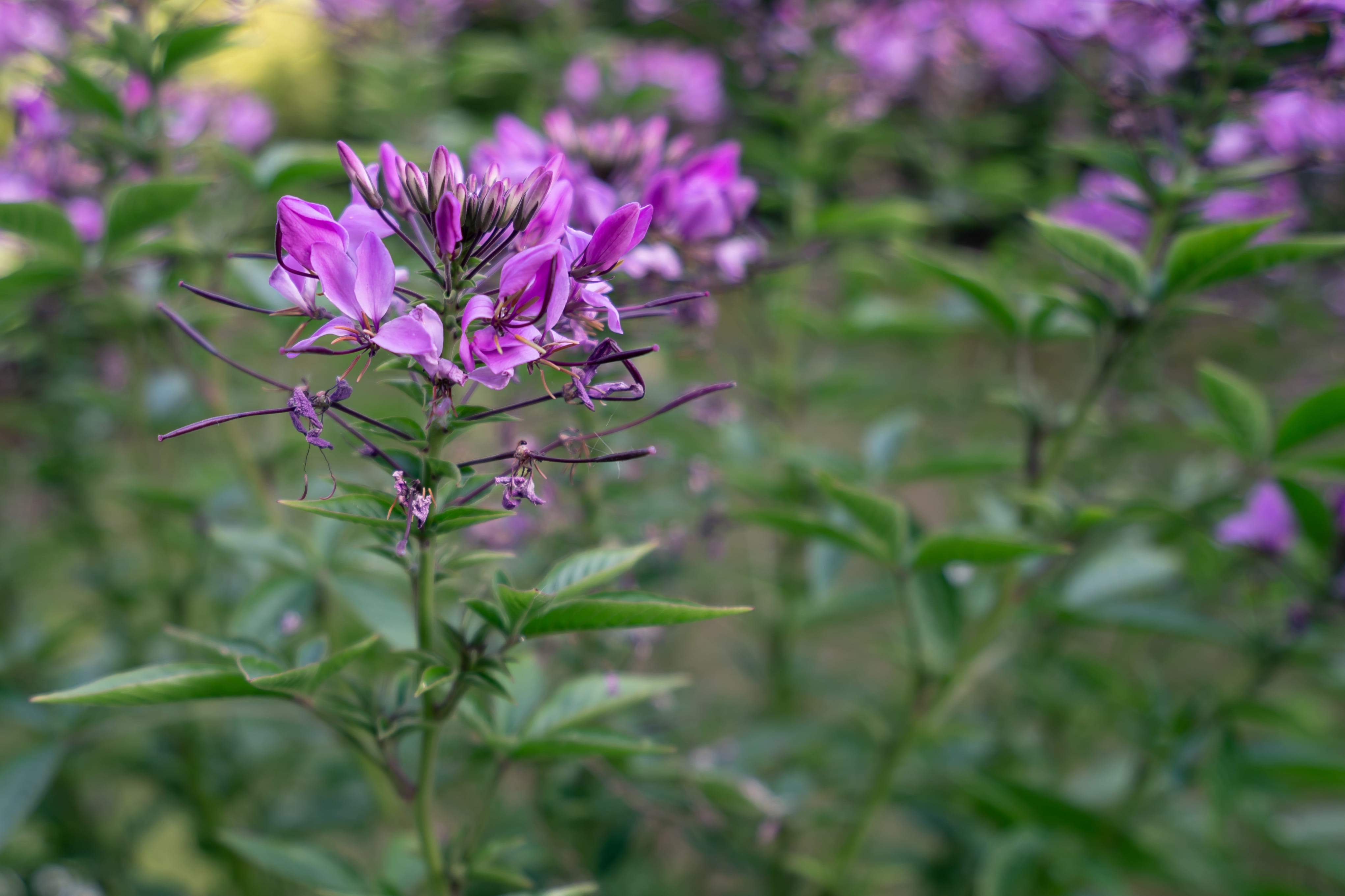 violet, flower, freshness, no people, flowers, selective focus, beauty in nature, pink color, macro, frauenfeld, close-up, summer, day, petal, green, 4K, HD Wallpaper