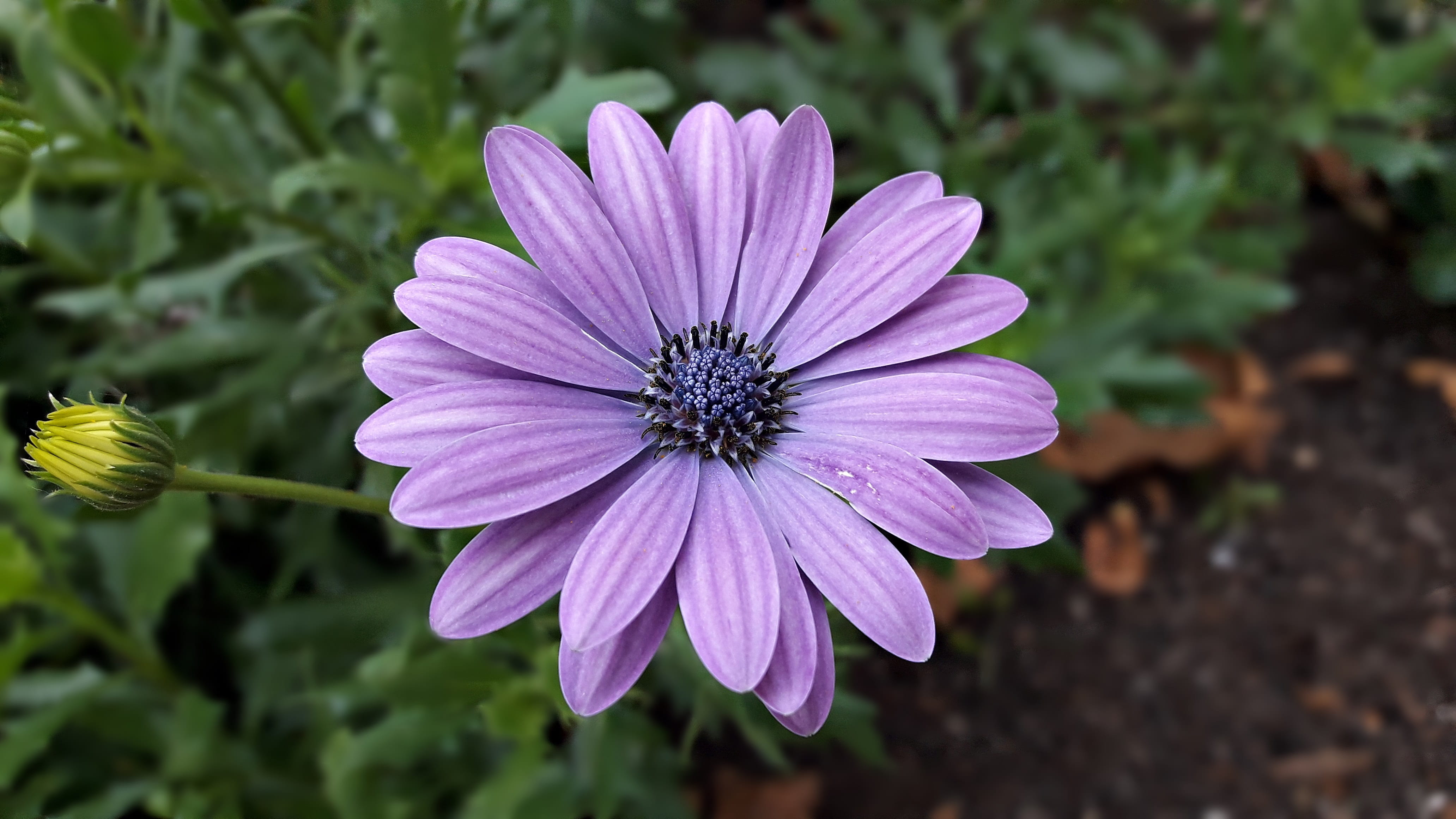no people, flower, beauty in nature, outdoors, plant, garden, lila, violet, flowers, inflorescence, freshness, color, flower head, nature, osteospermum, HD Wallpaper