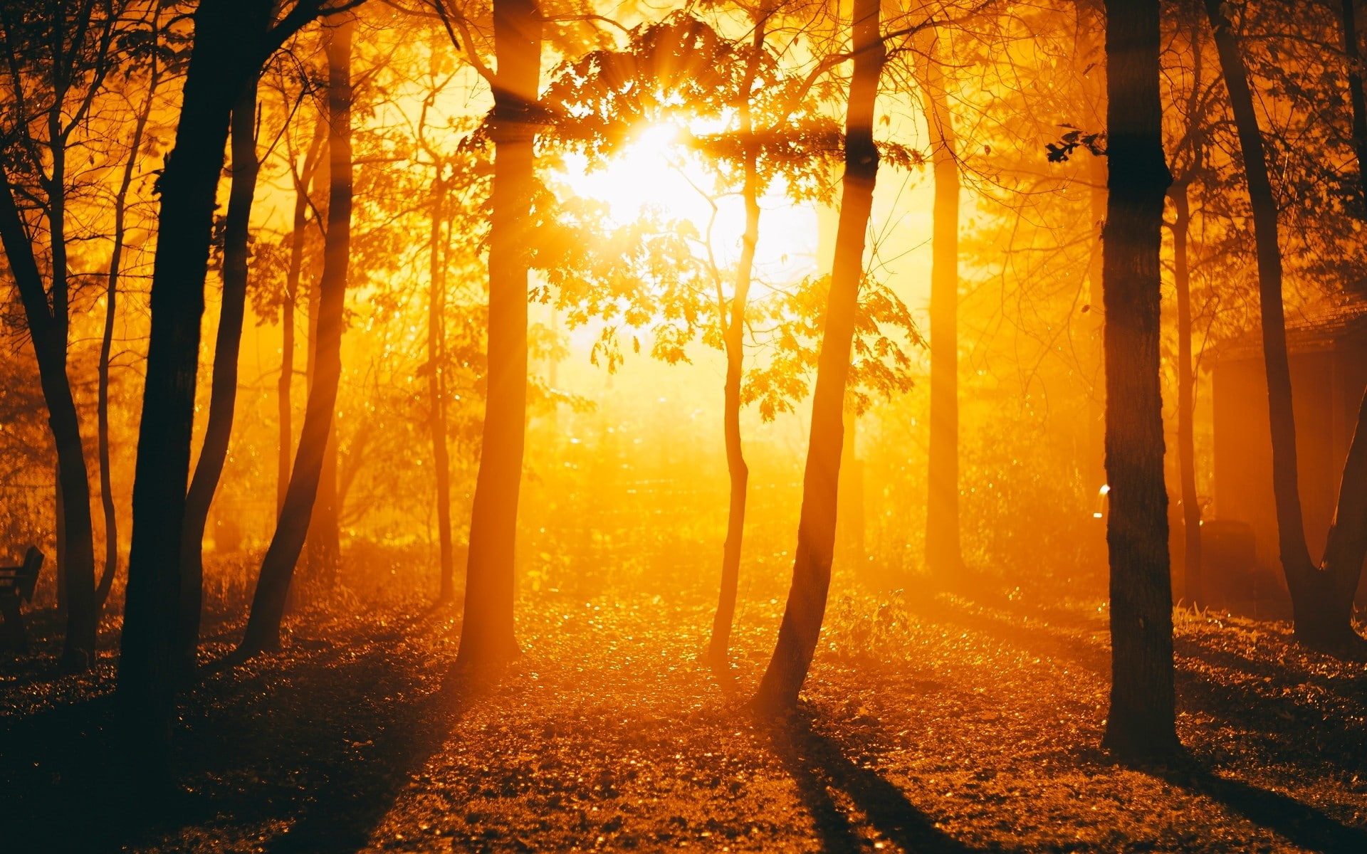 woodland, tranquility, orange color, change, idyllic, scenics - nature, plant, sun, beauty in nature, tranquil scene, 1080P, autumn, trees, land, growth, HD Wallpaper