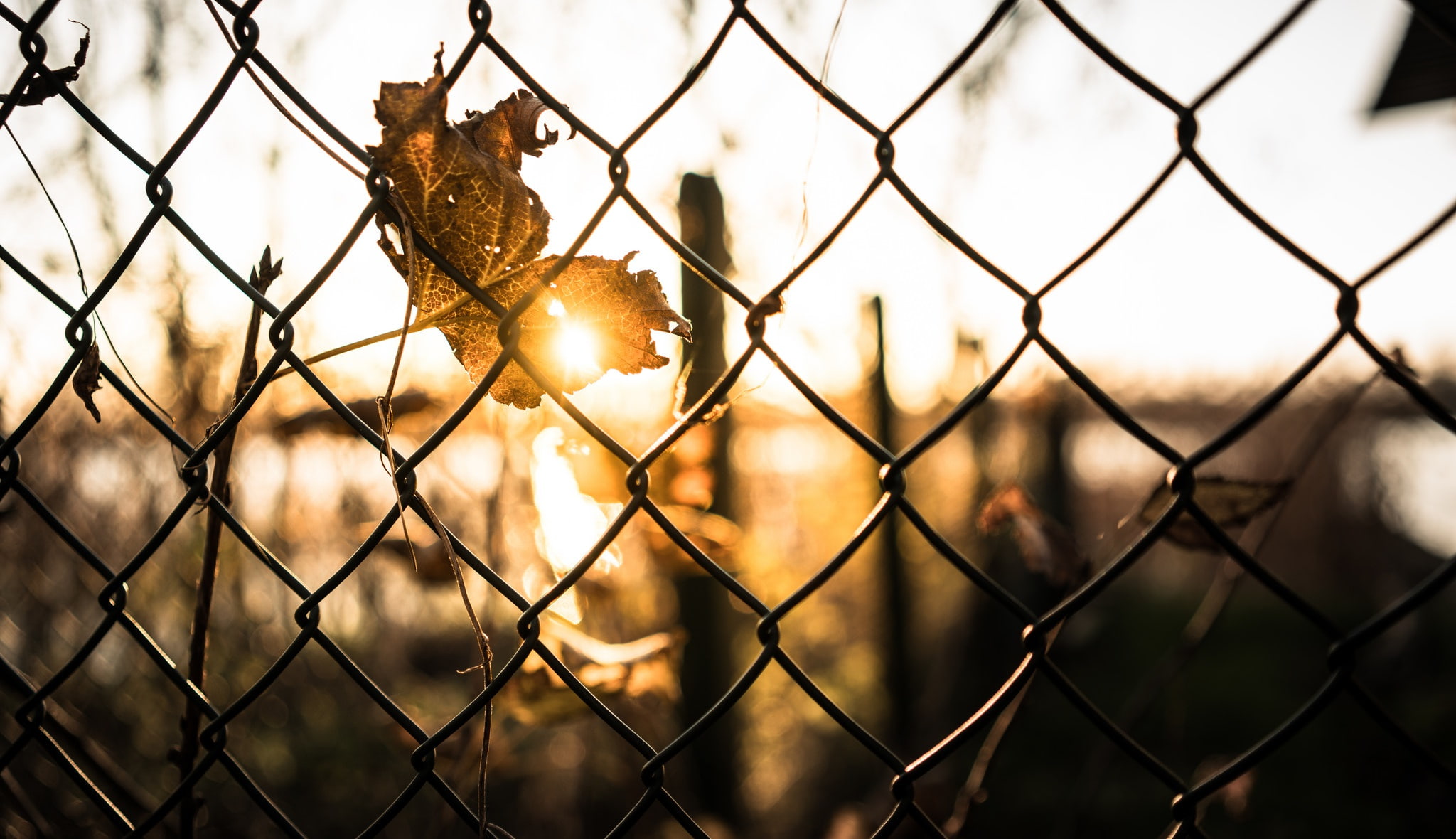 Golden Hour, 1080P, leaves, sunlight, fence, HD Wallpaper