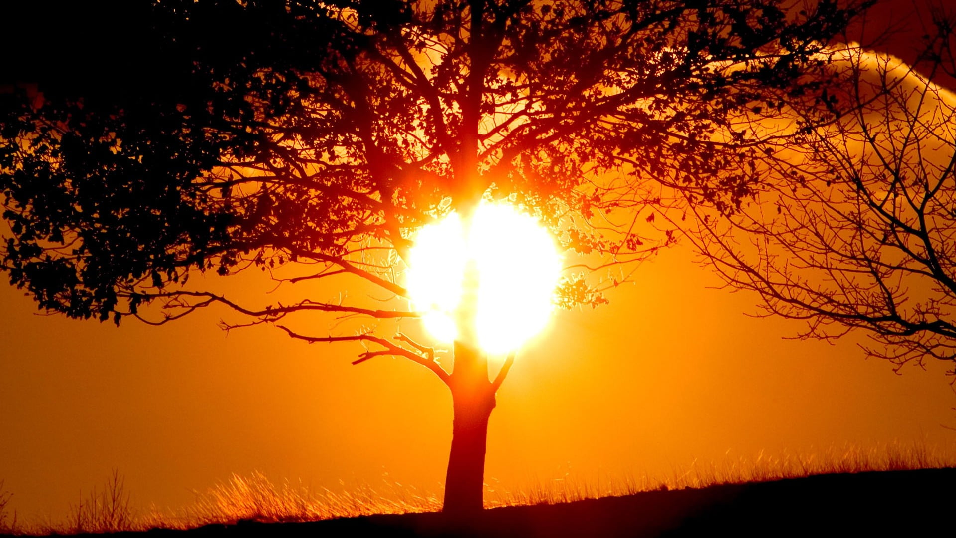 tree, sunset, bright, environment, black, land, nature, landscape, sunlight, red, outdoors, orange color, Golden Hour, abstract, forest, silhouette, trees, HD Wallpaper