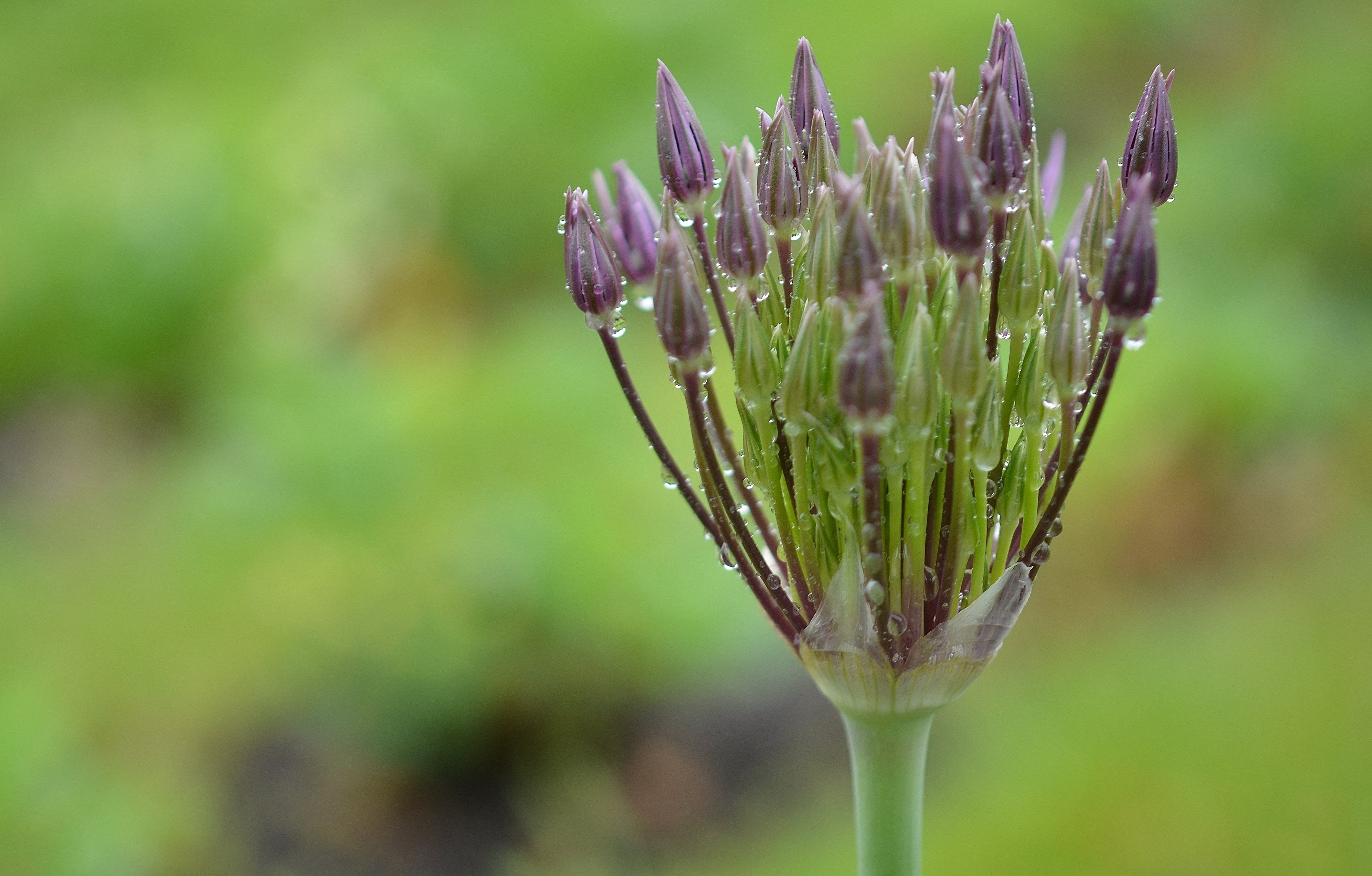 growth, day, wet, freshness, beauty in nature, plant stem, outdoors, purple, flower, close-up, flowers, drop, springtime, plant, summer, fragility, green color, HD Wallpaper